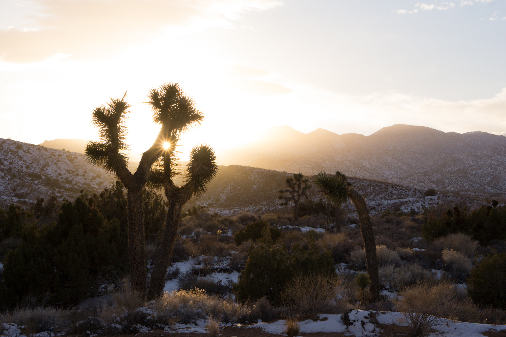 Sony Alpha NEX-7 + E 50mm F1.8 OSS sample photo. Joshua tree photography