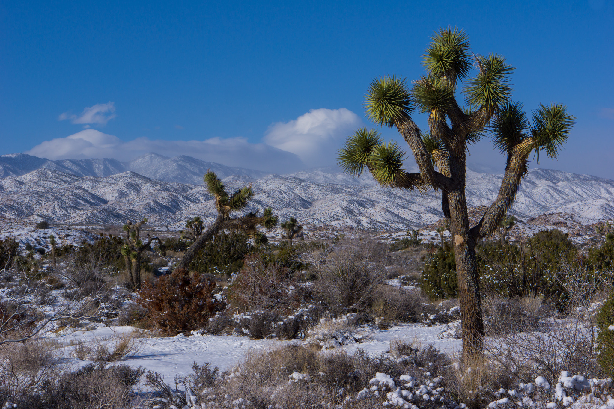 Sony Alpha NEX-7 + E 50mm F1.8 OSS sample photo. Joshua tree photography