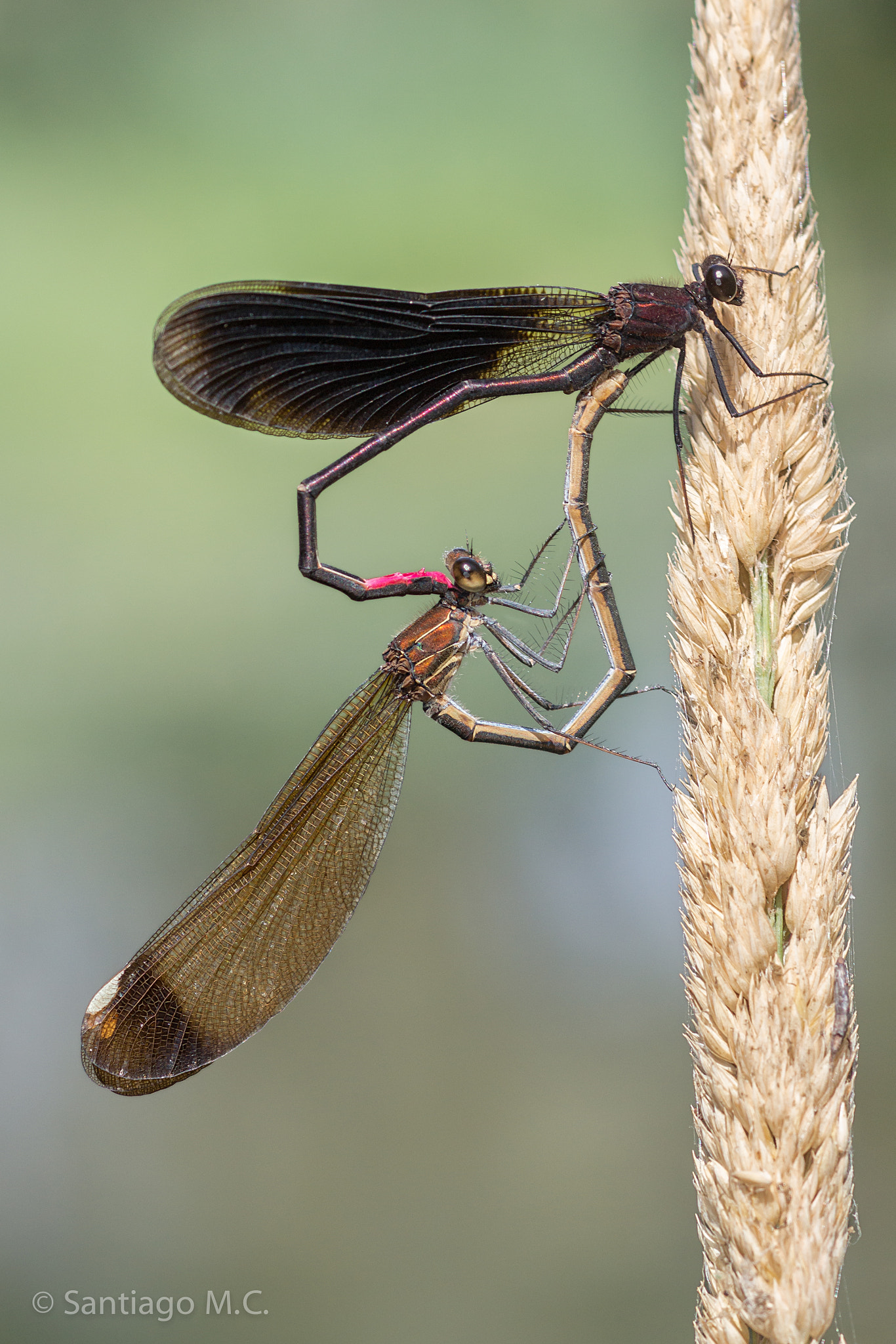 Sony SLT-A77 + Sony 100mm F2.8 Macro sample photo. Calopteryx haemorroidalis photography