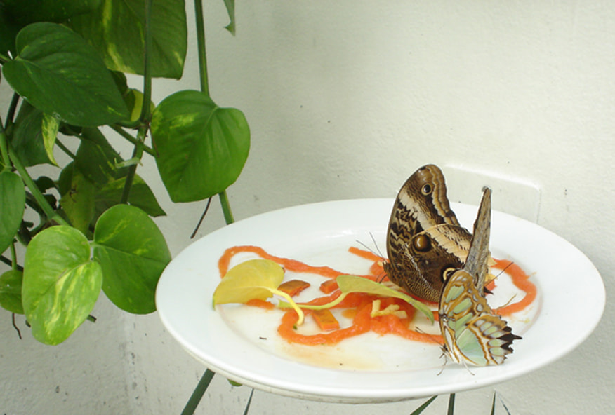 Sony DSC-P43 sample photo. Desayuno para mariposas photography