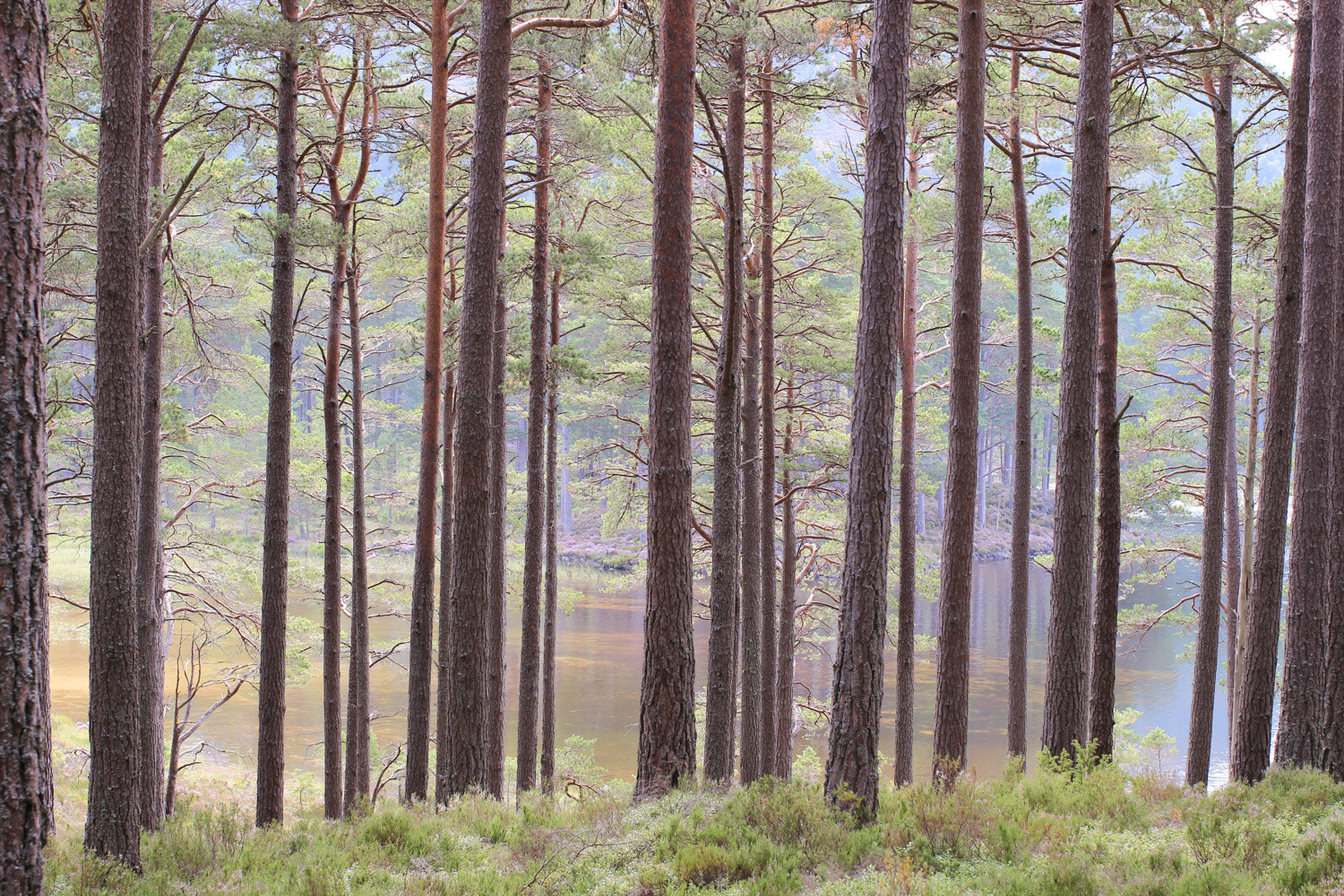 Canon EOS 600D (Rebel EOS T3i / EOS Kiss X5) + Canon EF 50mm F1.2L USM sample photo. Cairngorms national park photography