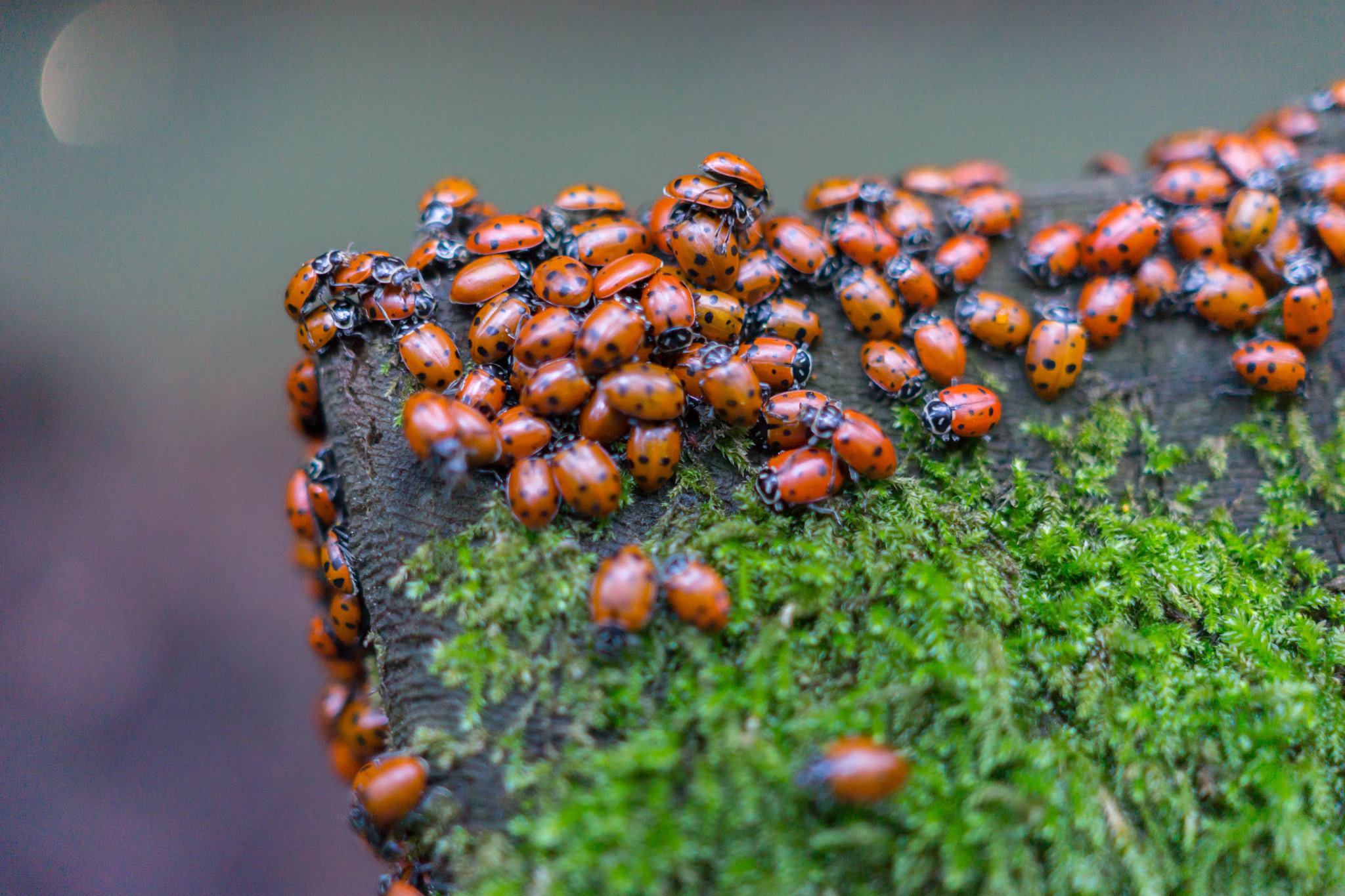 Sony Sonnar T* E 24mm F1.8 ZA sample photo. Ladybugs photography