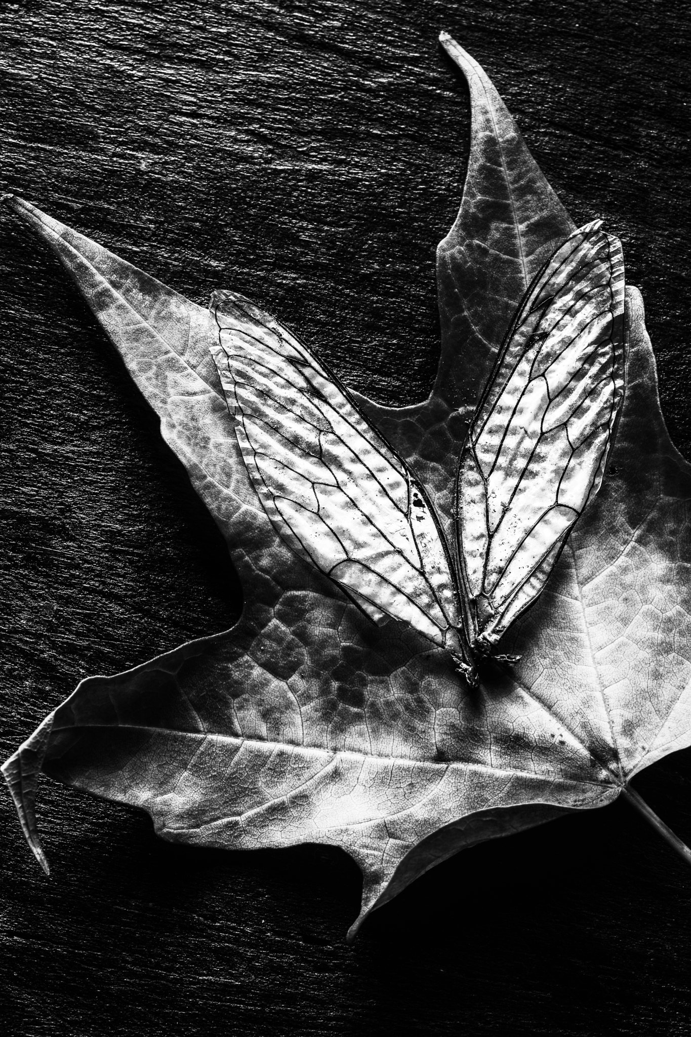 Canon EF 100mm F2.8 Macro USM sample photo. Fallen photography