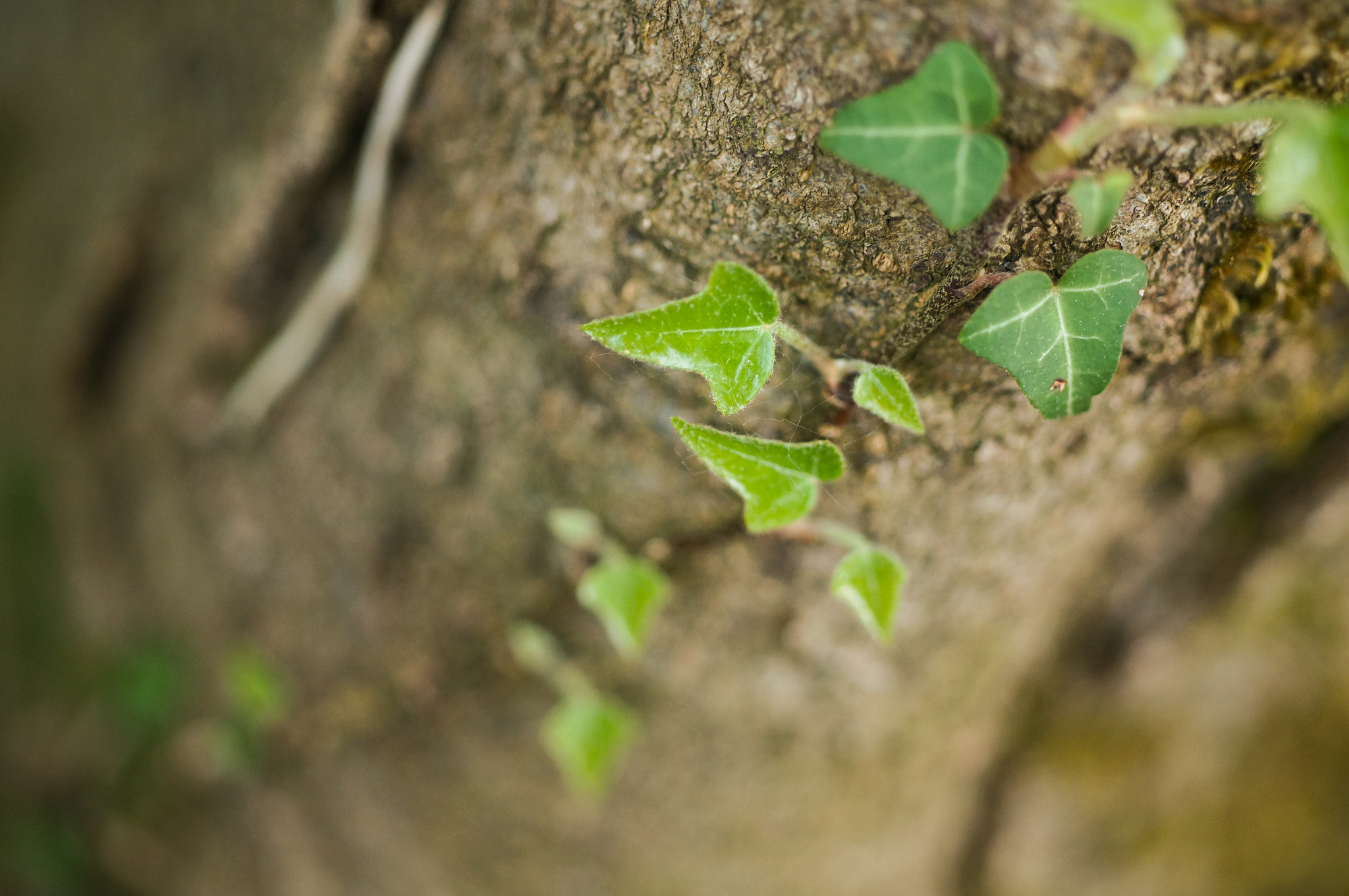 Sony SLT-A57 + MACRO 50mm F2.8 sample photo. Little leaf photography