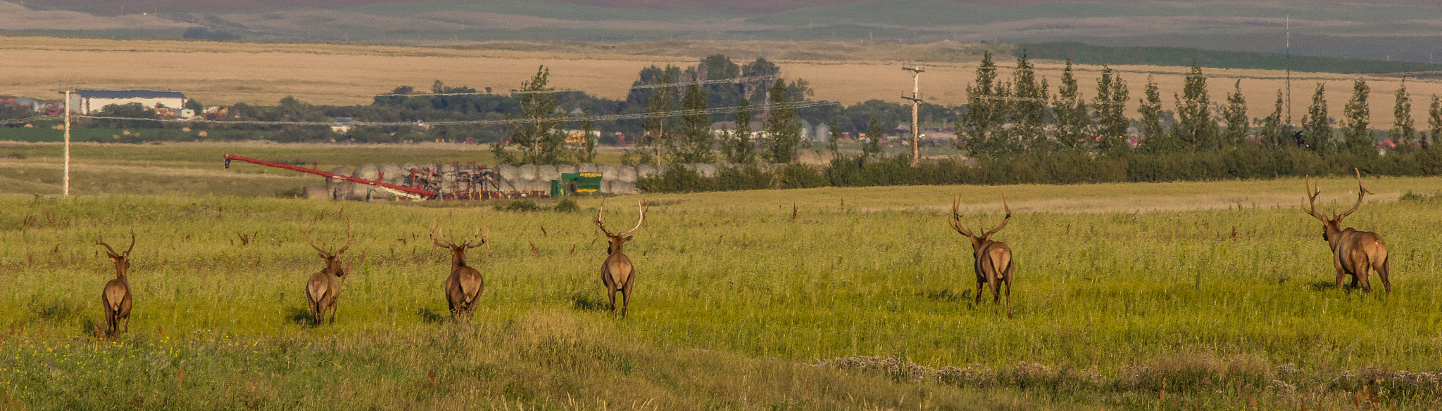 Canon EOS 60D + Canon EF 400mm F5.6L USM sample photo. Group of elk bulls photography