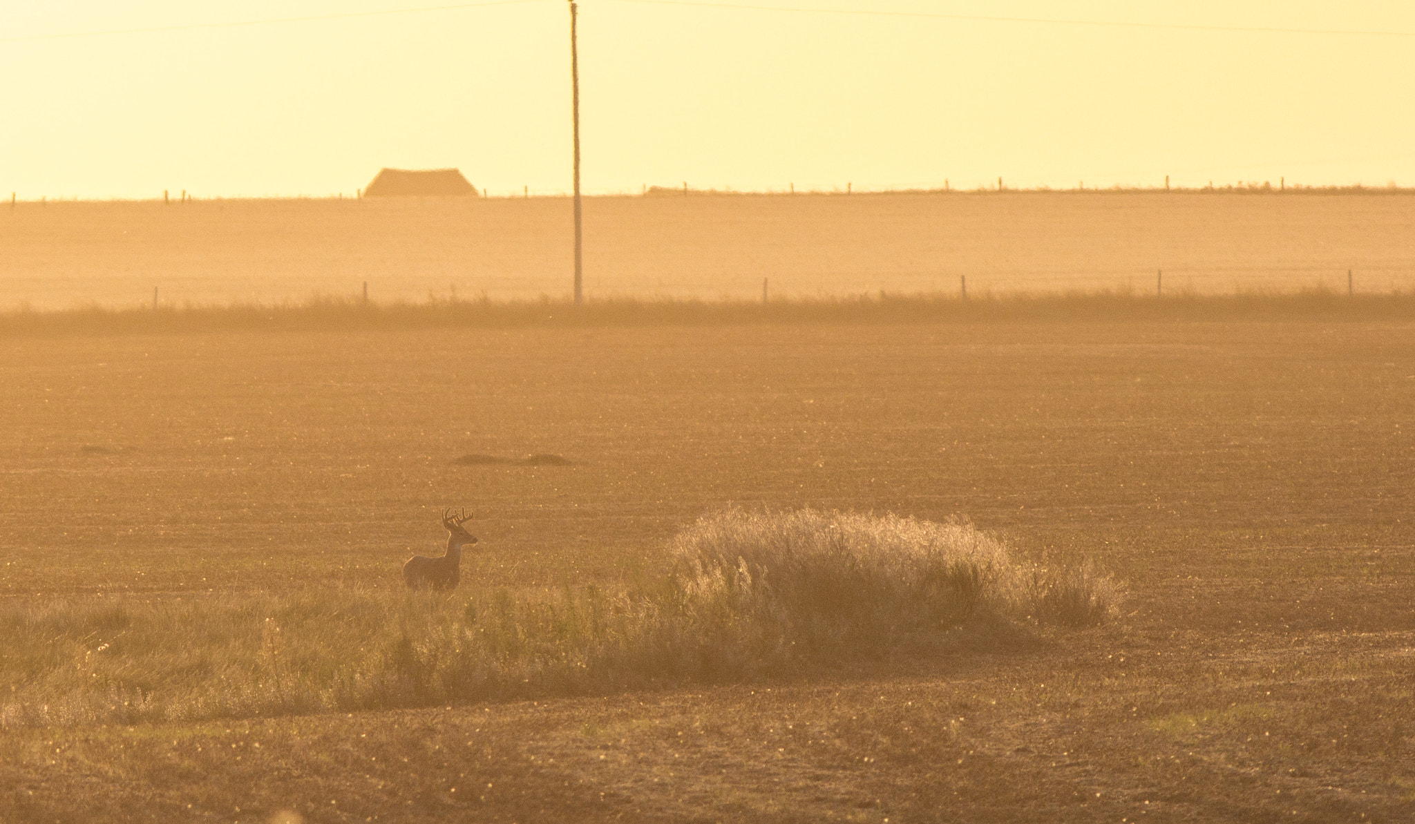 Canon EOS 60D + Canon EF 400mm F5.6L USM sample photo. Whitetail buck at sunset photography