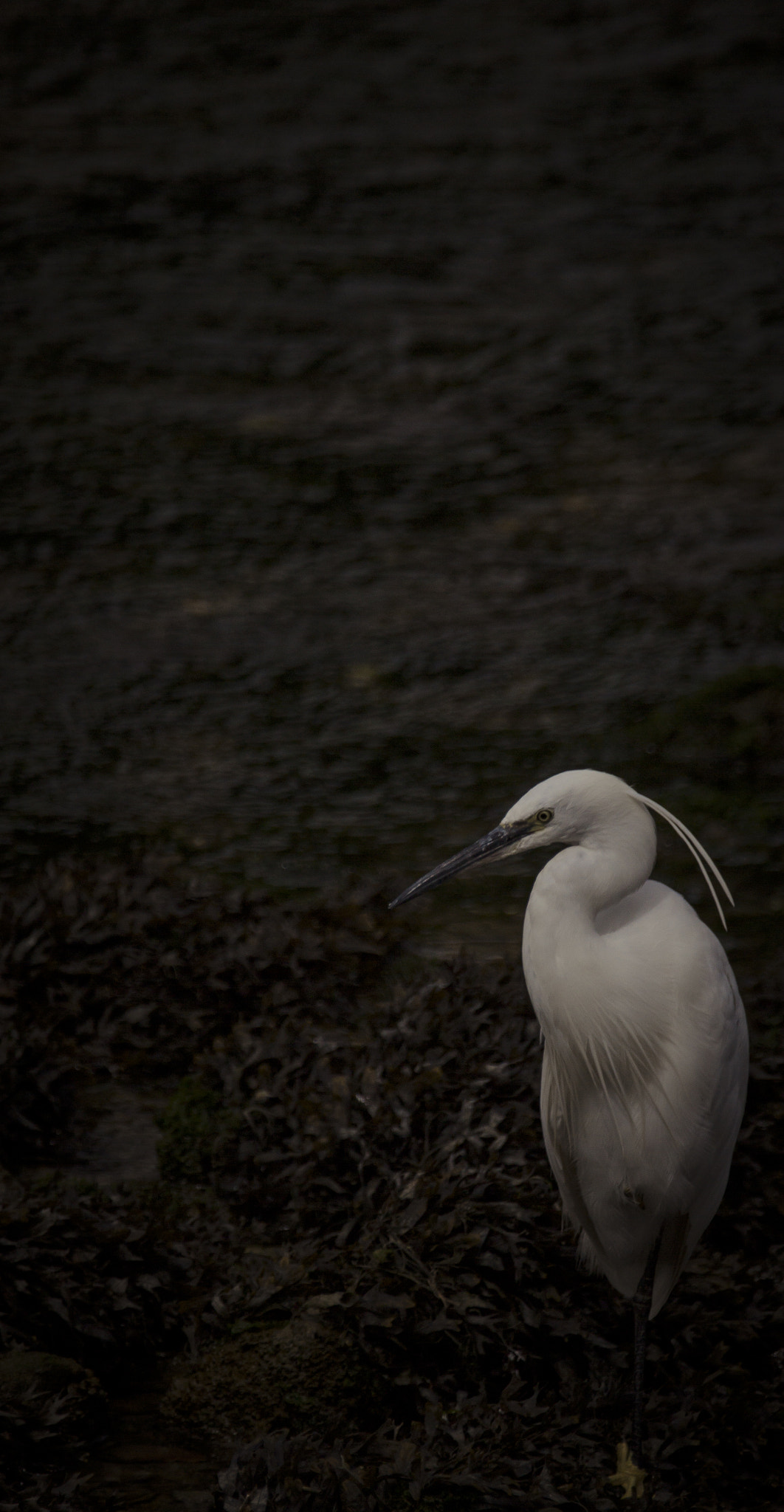 Sigma 150-600mm F5-6.3 DG OS HSM | C sample photo. Sh naamloos photography