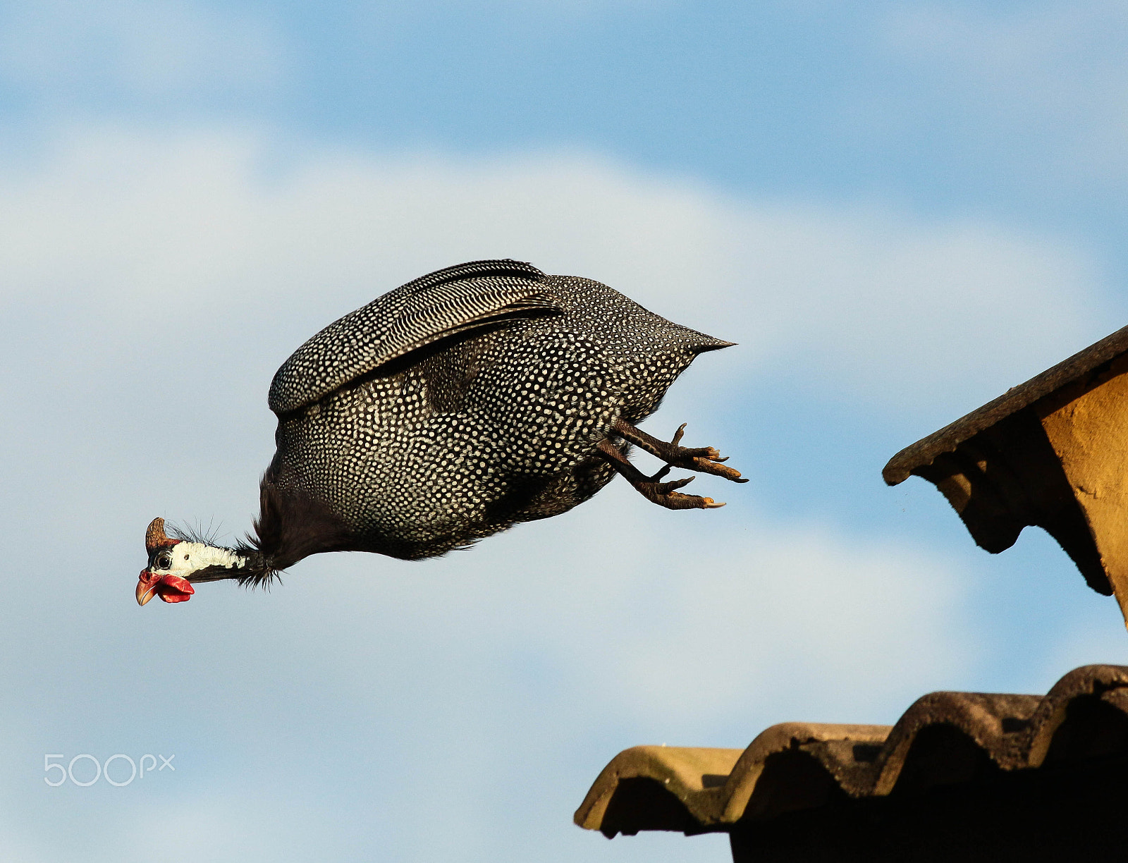 Canon EOS 700D (EOS Rebel T5i / EOS Kiss X7i) + Canon EF 400mm F5.6L USM sample photo. Galinha d'angola, helmeted guineafowl photography