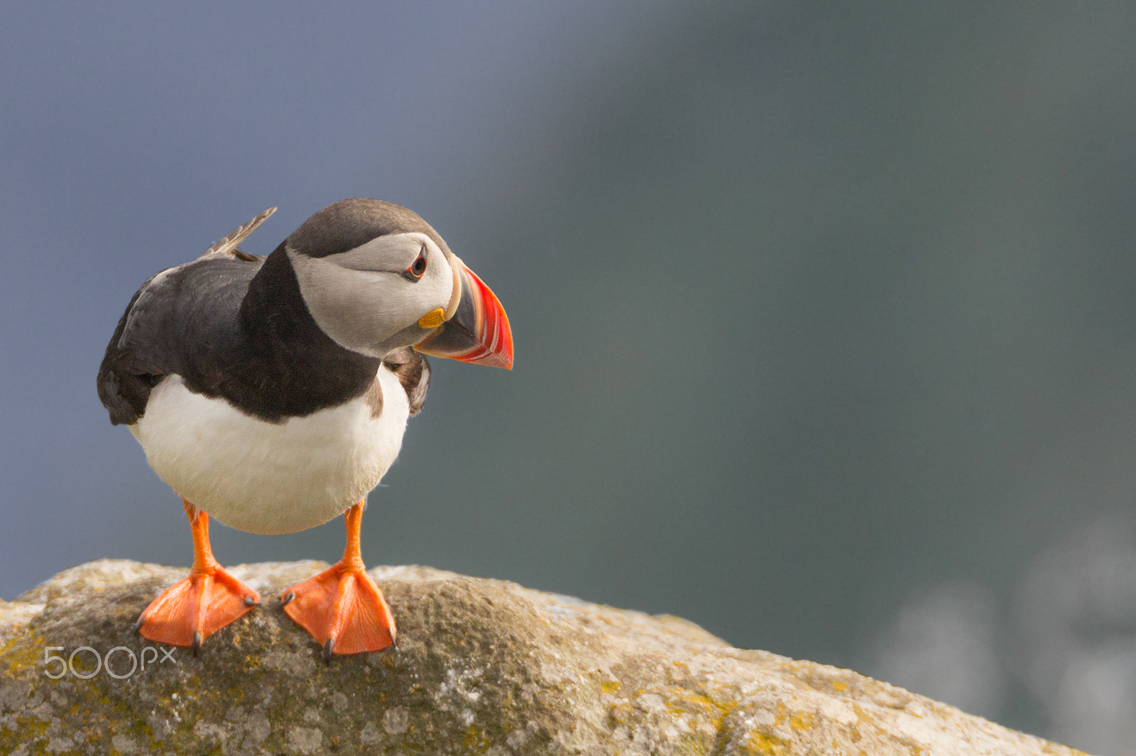 150-600mm F5-6.3 DG OS HSM | Sports 014 sample photo. Puffin on rock photography