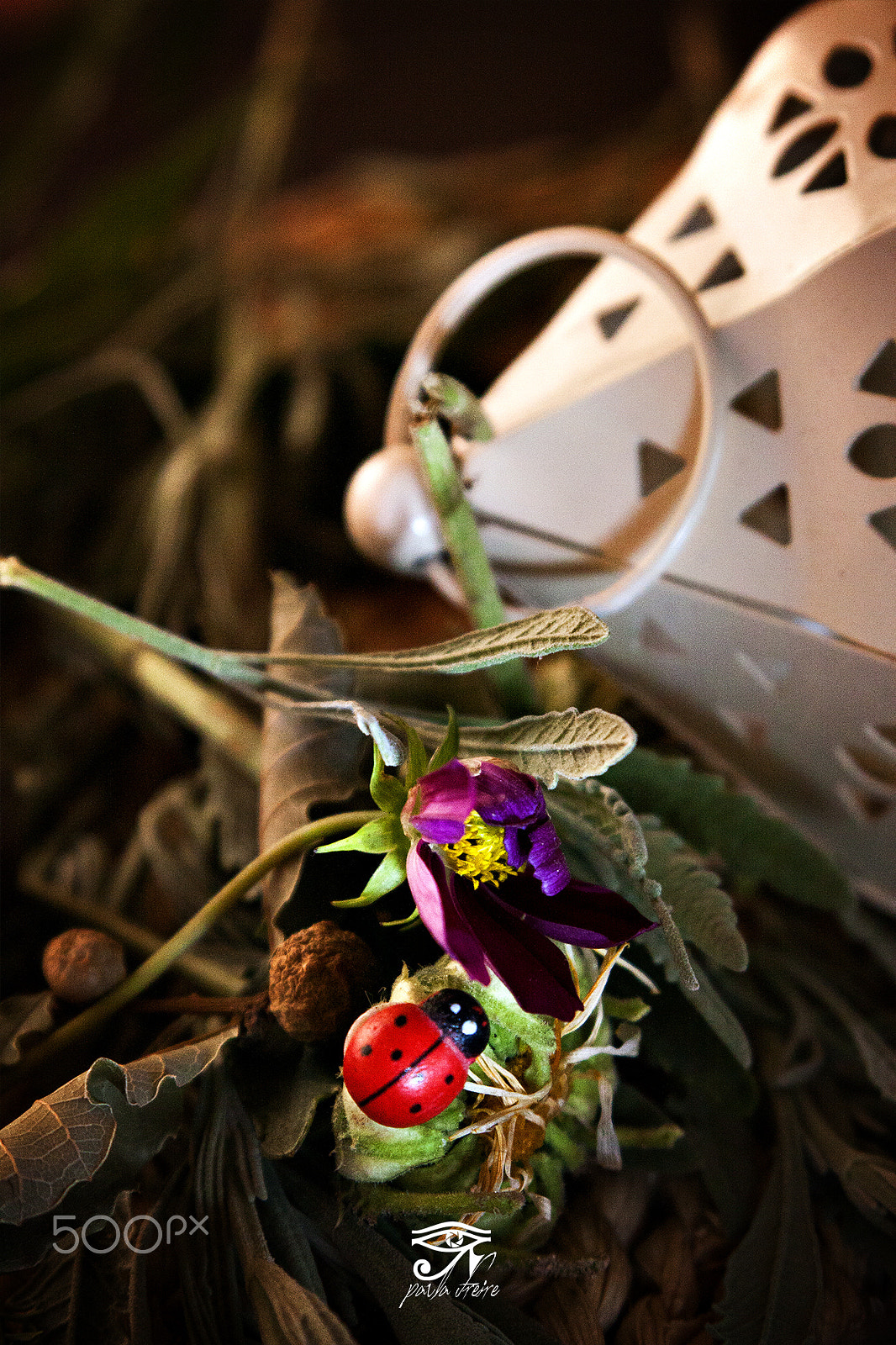 Canon EF 28-105mm f/3.5-4.5 USM sample photo. Joaninha photography