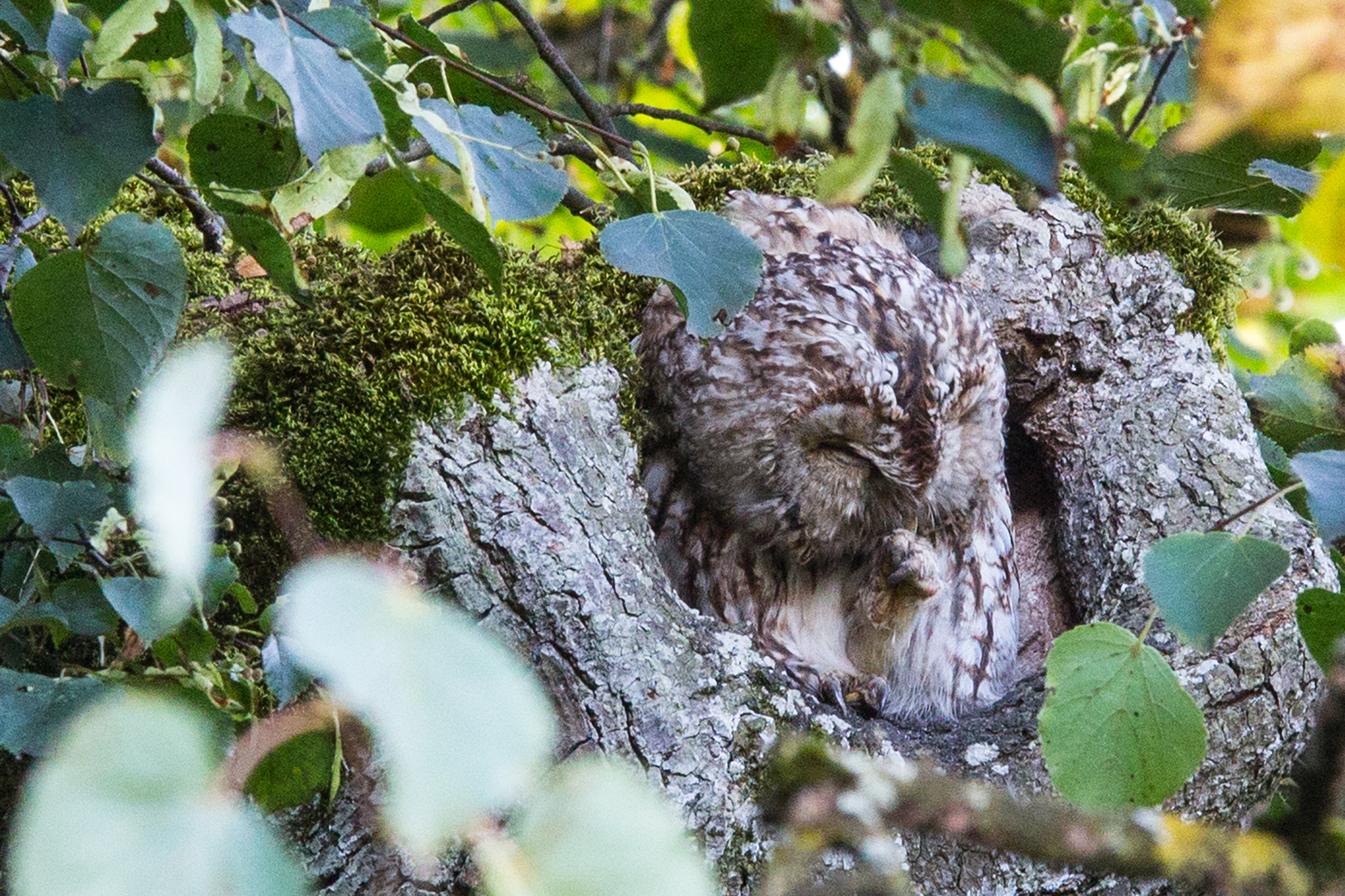 Sigma 70-200mm F2.8 EX DG OS HSM sample photo. Screech owl photography