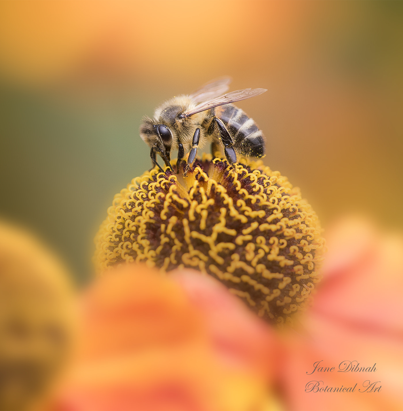 Canon EF 180mm F3.5L Macro USM sample photo. Helenium bee photography