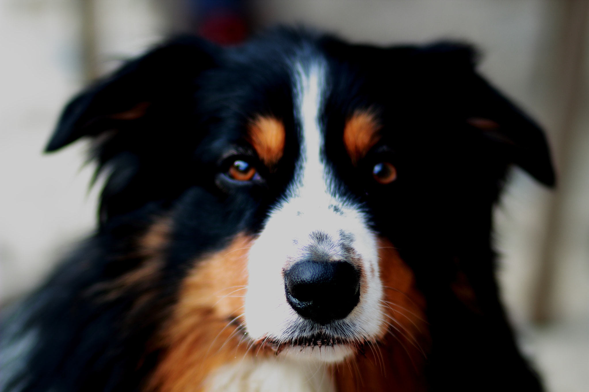 Canon EOS 1200D (EOS Rebel T5 / EOS Kiss X70 / EOS Hi) + Canon EF 85mm F1.8 USM sample photo. Colli ❤ photography