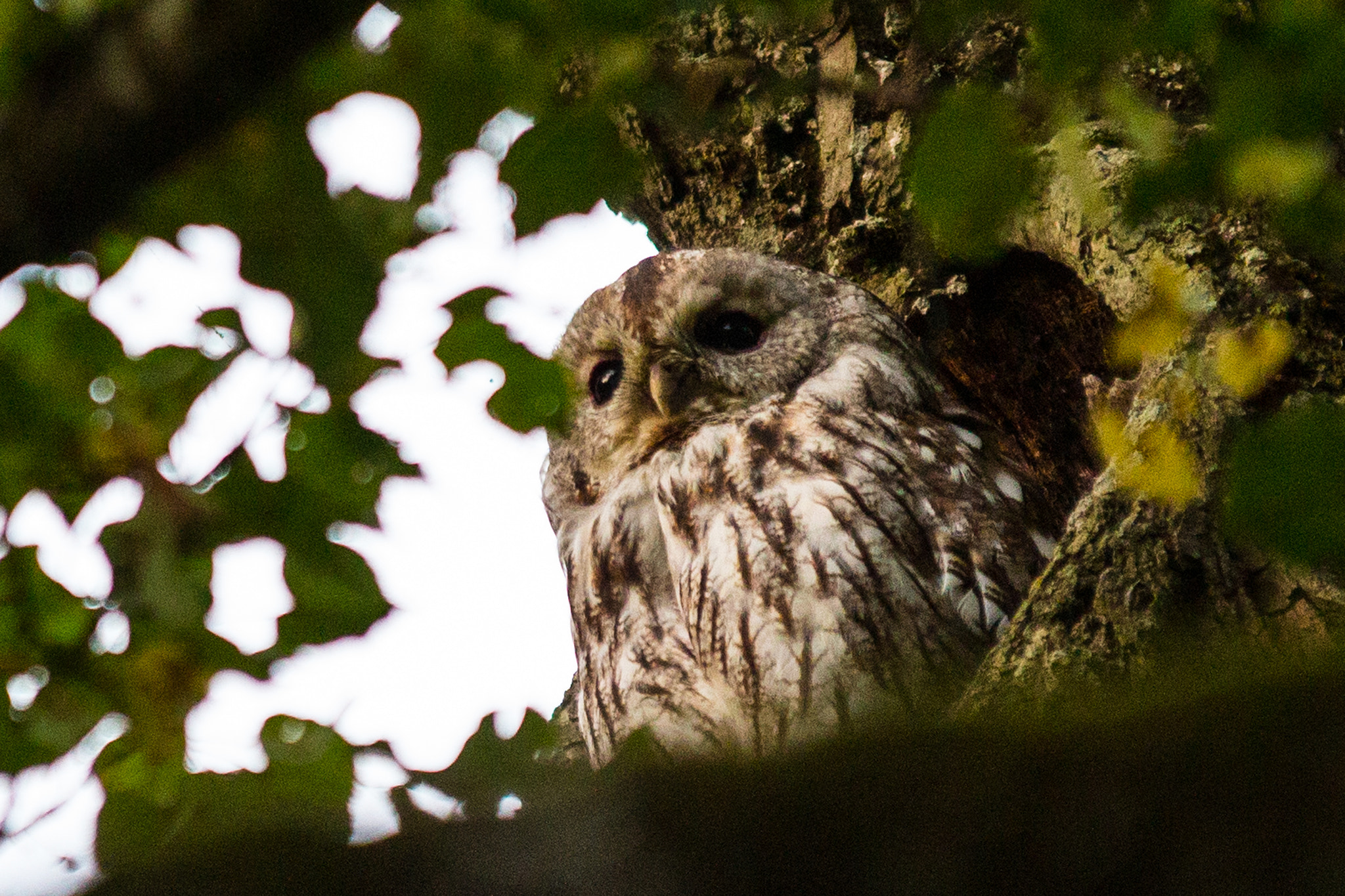 Sigma 70-200mm F2.8 EX DG OS HSM sample photo. Screech owl photography