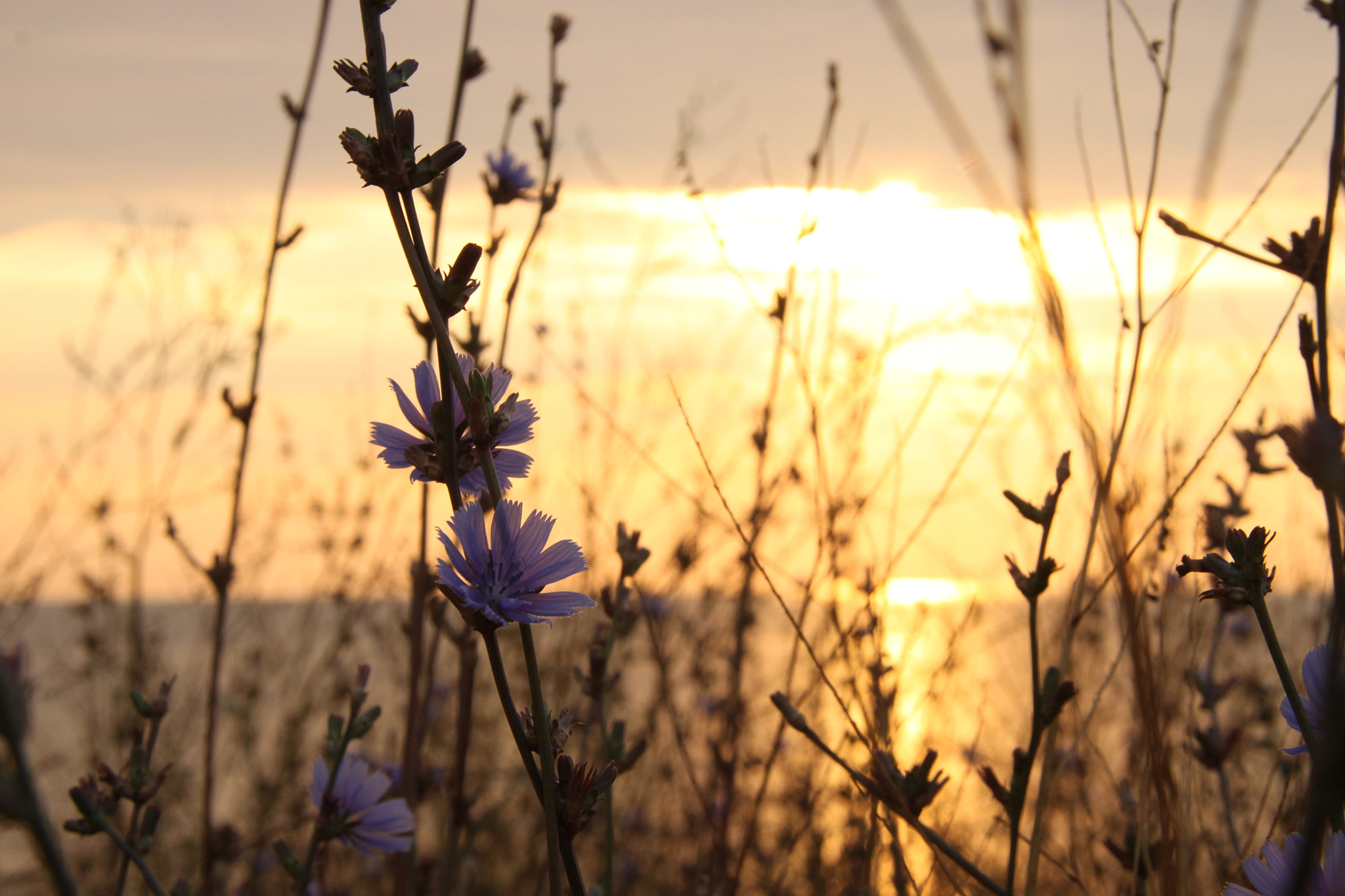 Sigma 18-200mm f/3.5-6.3 DC OS sample photo. Flowers photography