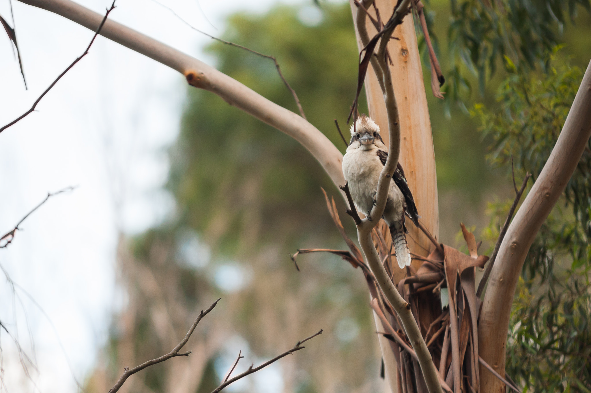 Canon EOS 5D + Sigma 70-200mm F2.8 EX DG OS HSM sample photo. Kookaburra photography