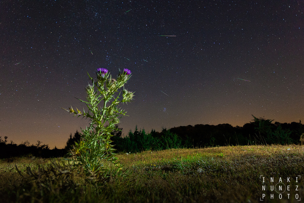 Canon EOS 5D Mark II + Tamron SP AF 17-35mm F2.8-4 Di LD Aspherical (IF) sample photo. Perseids photography