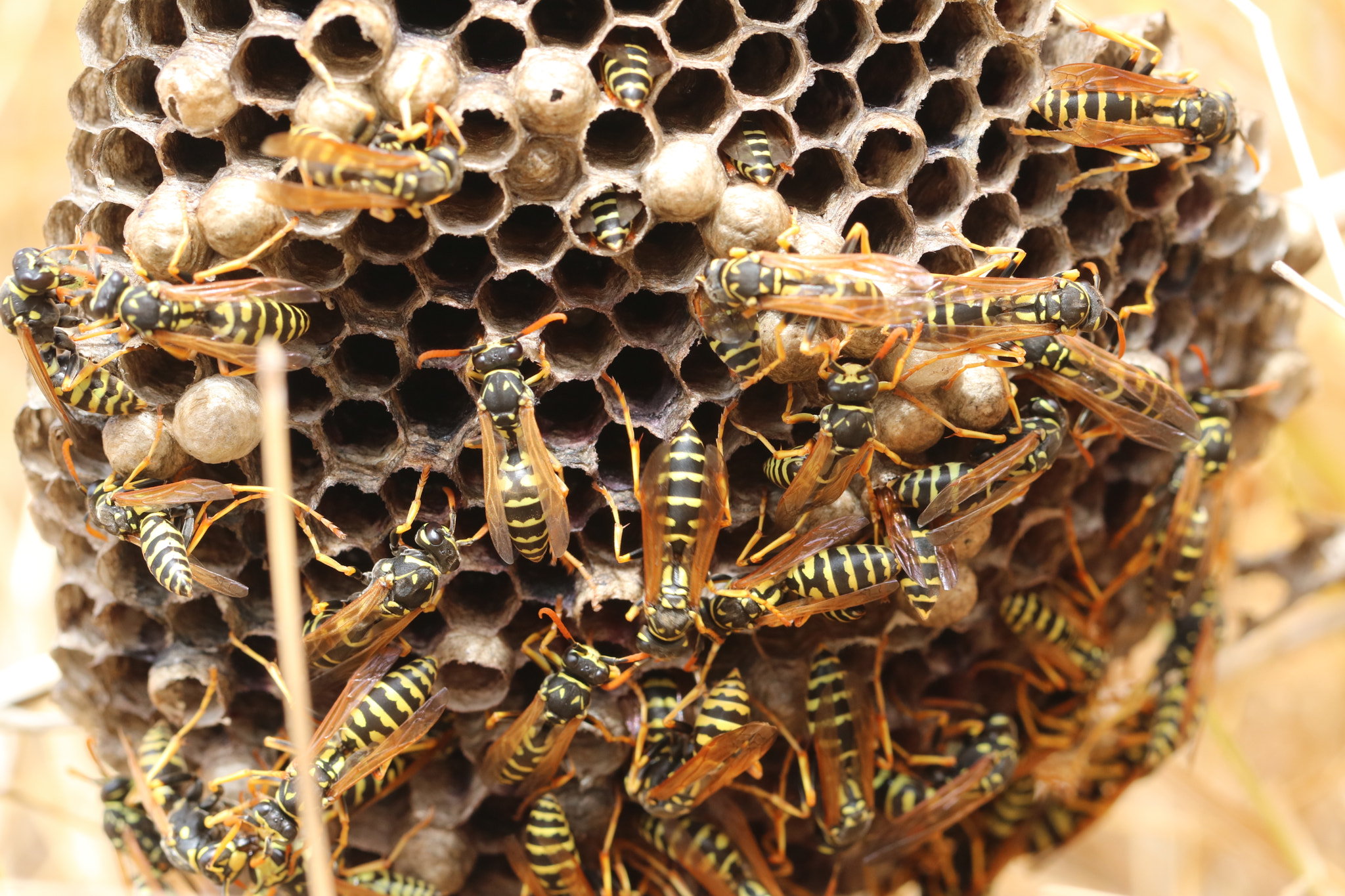 Canon EOS 760D (EOS Rebel T6s / EOS 8000D) + Canon EF 100mm F2.8L Macro IS USM sample photo. Literal hornets' nest photography