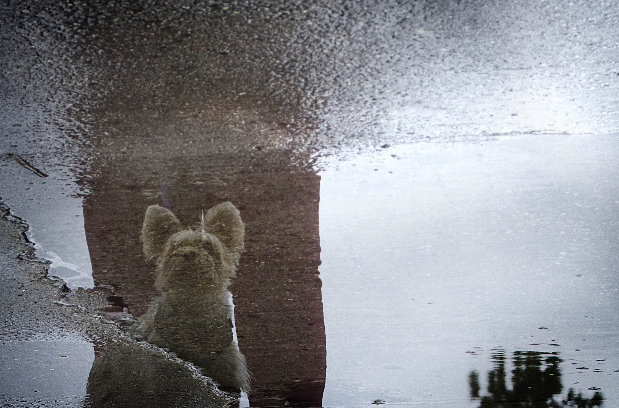 Canon EF-S 60mm F2.8 Macro USM sample photo. Dog in the rain photography