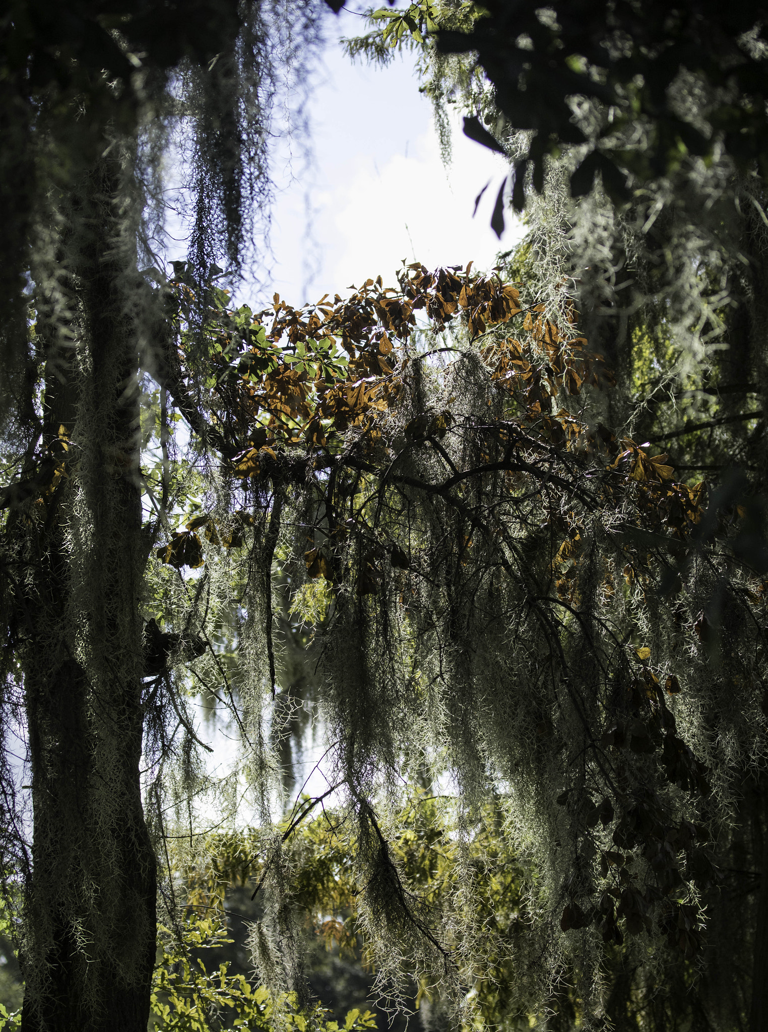 Canon EF-S 60mm F2.8 Macro USM sample photo. New orleans foliage photography