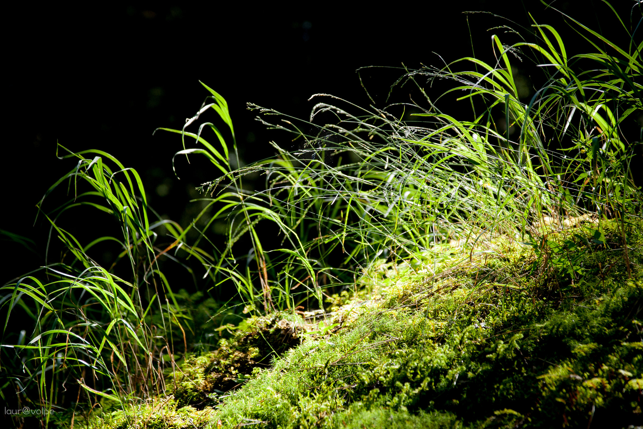 Sigma 17-70mm F2.8-4 DC Macro OS HSM sample photo. Senza titolo photography