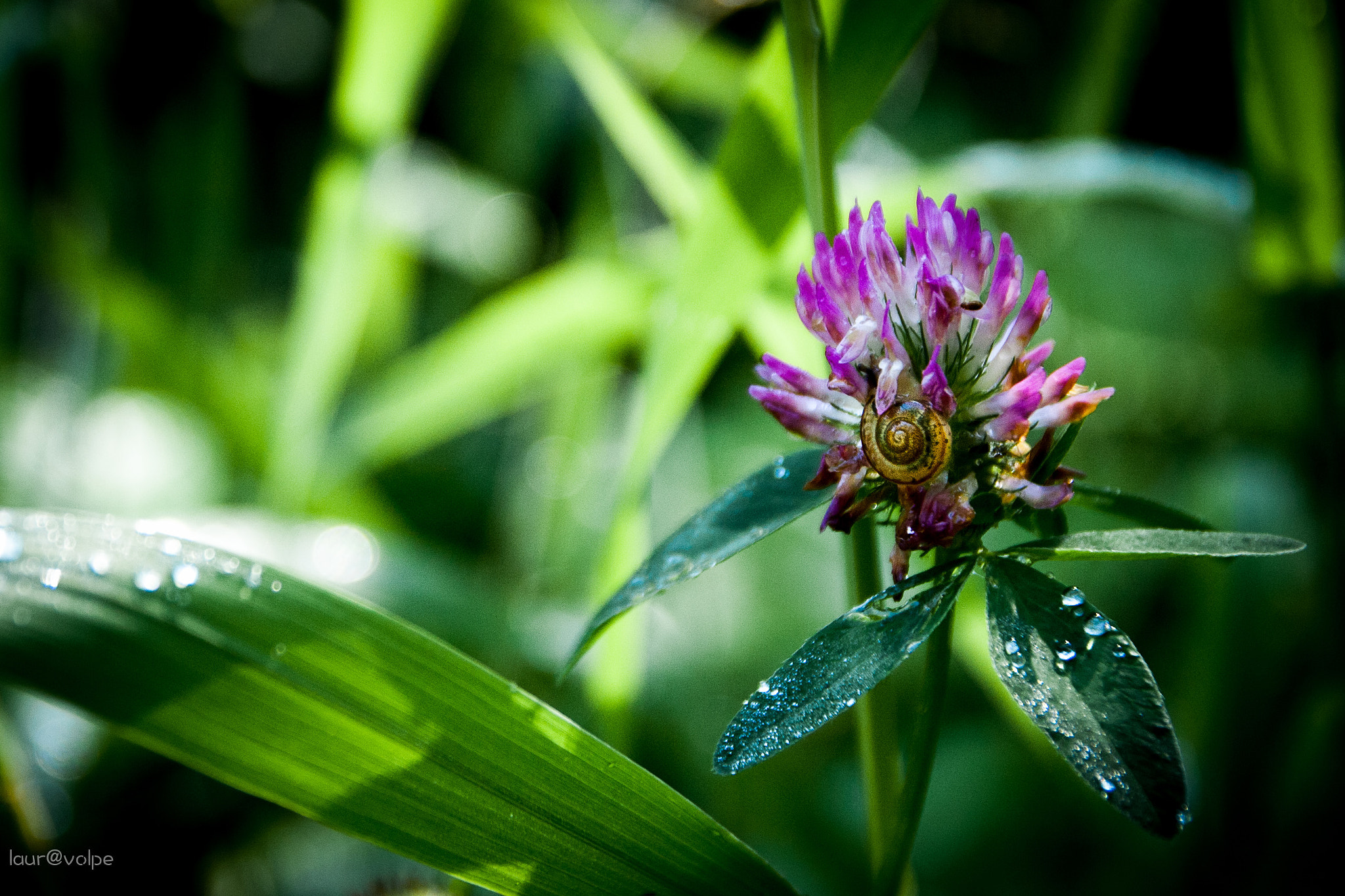 Sigma 17-70mm F2.8-4 DC Macro OS HSM sample photo. Sticky presence photography
