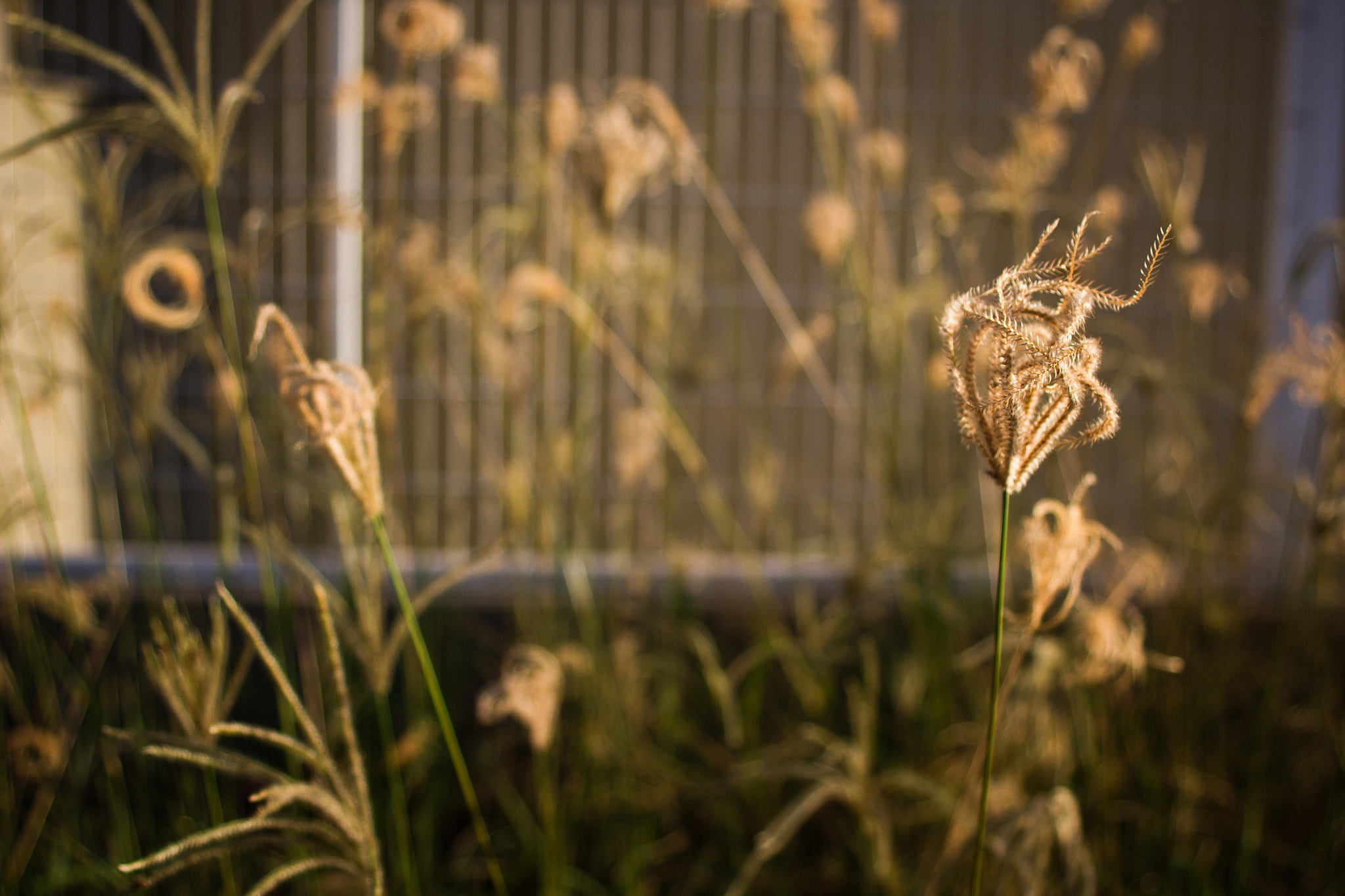 Canon EF 28-80mm f/3.5-5.6 USM IV sample photo. Grass photography