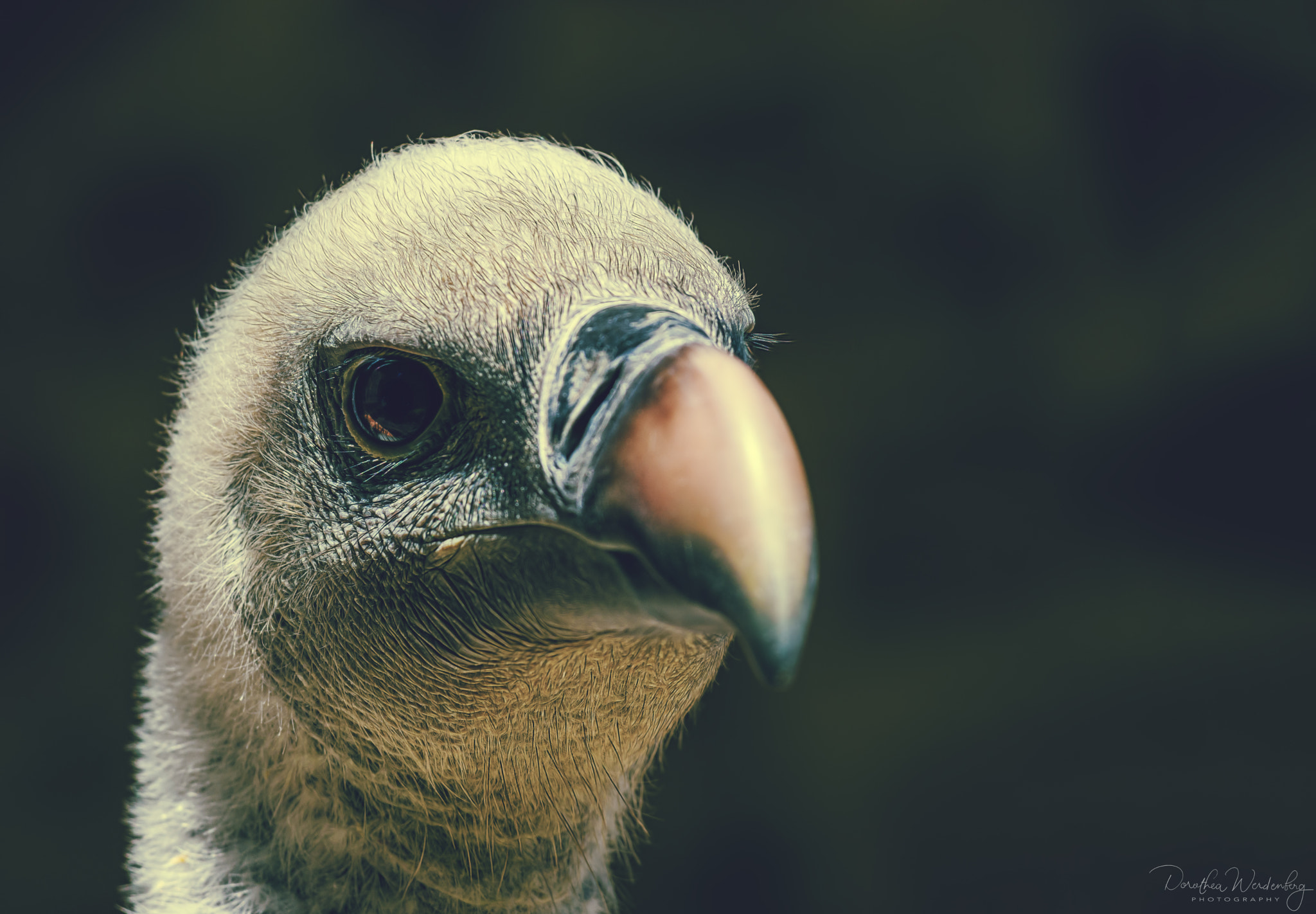 Nikon AF-S Nikkor 70-200mm F4G ED VR sample photo. Vulture photography