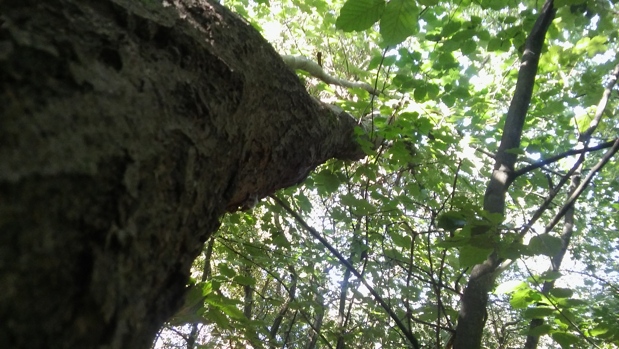 LG SPIRIT 4G LTE sample photo. Journey to the top photography