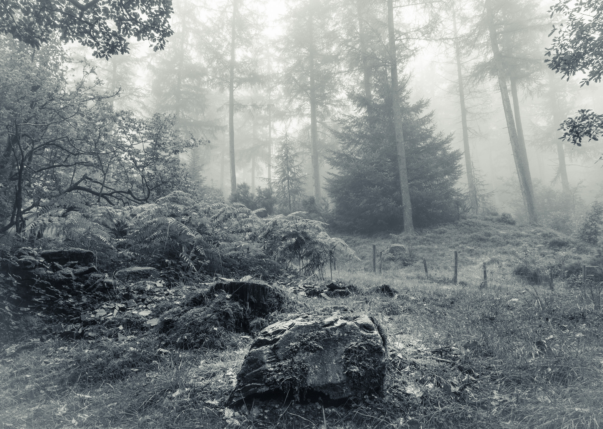 Olympus OM-D E-M5 II + OLYMPUS M.12mm F2.0 sample photo. Forest mist photography