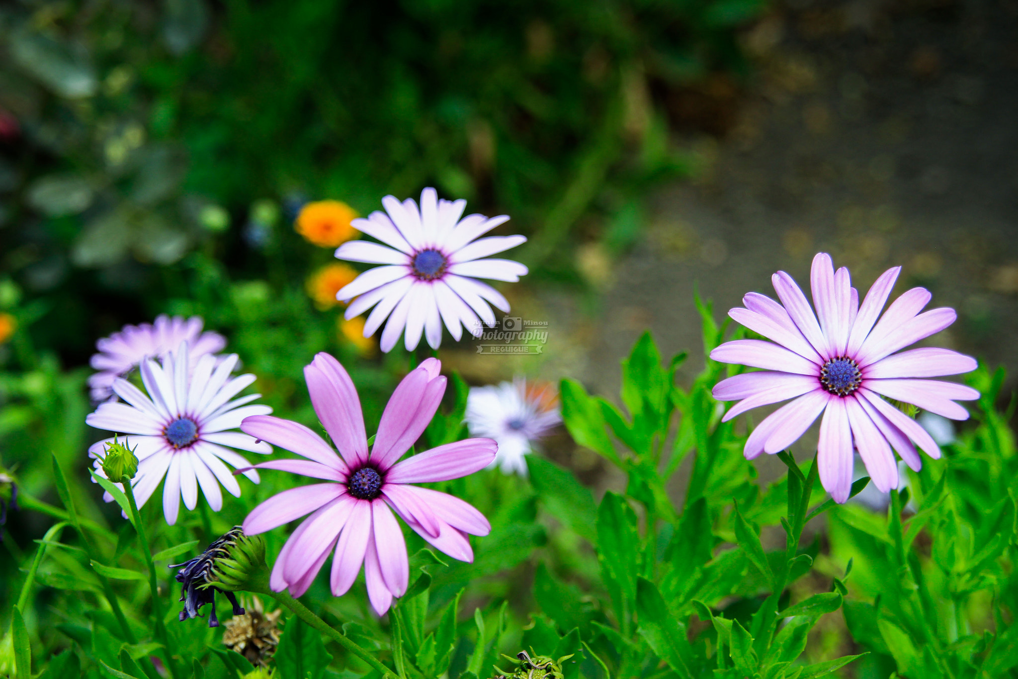 Sigma 18-200mm f/3.5-6.3 DC OS sample photo. Mg photography