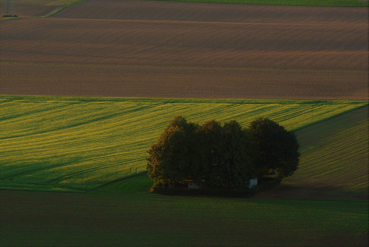 Pentax K10D sample photo. Green photography