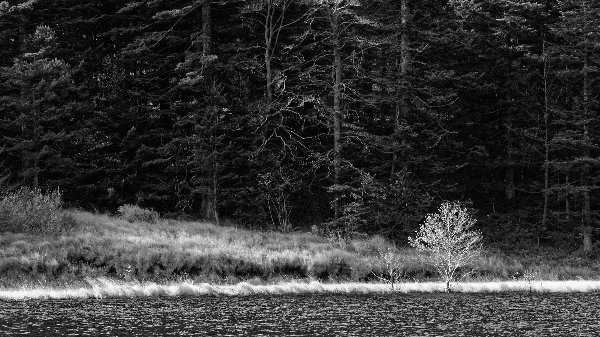 Sigma 150mm F2.8 EX DG Macro HSM sample photo. Fangorn forest photography