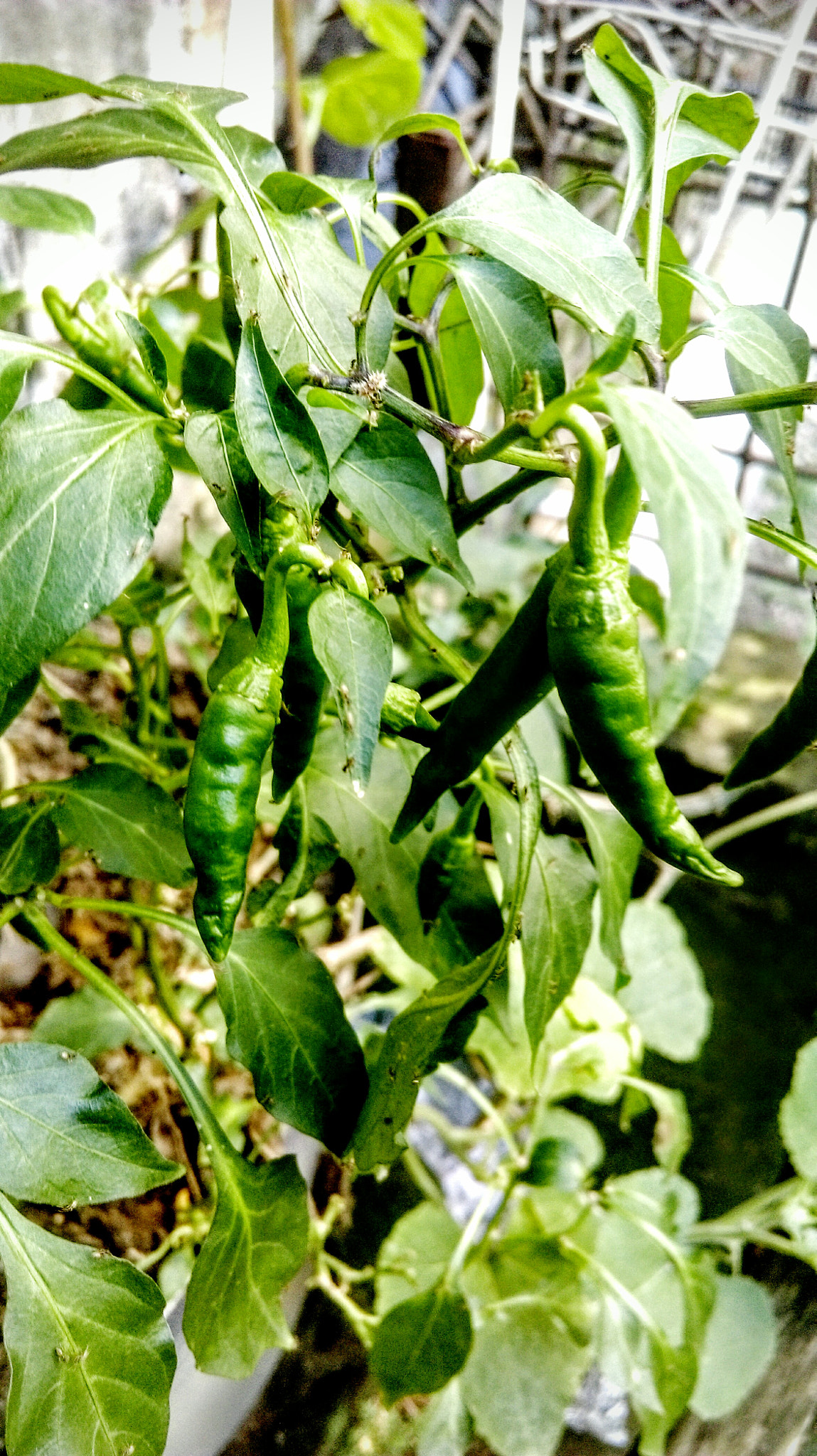 HTC DESIRE 820 DUAL SIM sample photo. Green chillies photography