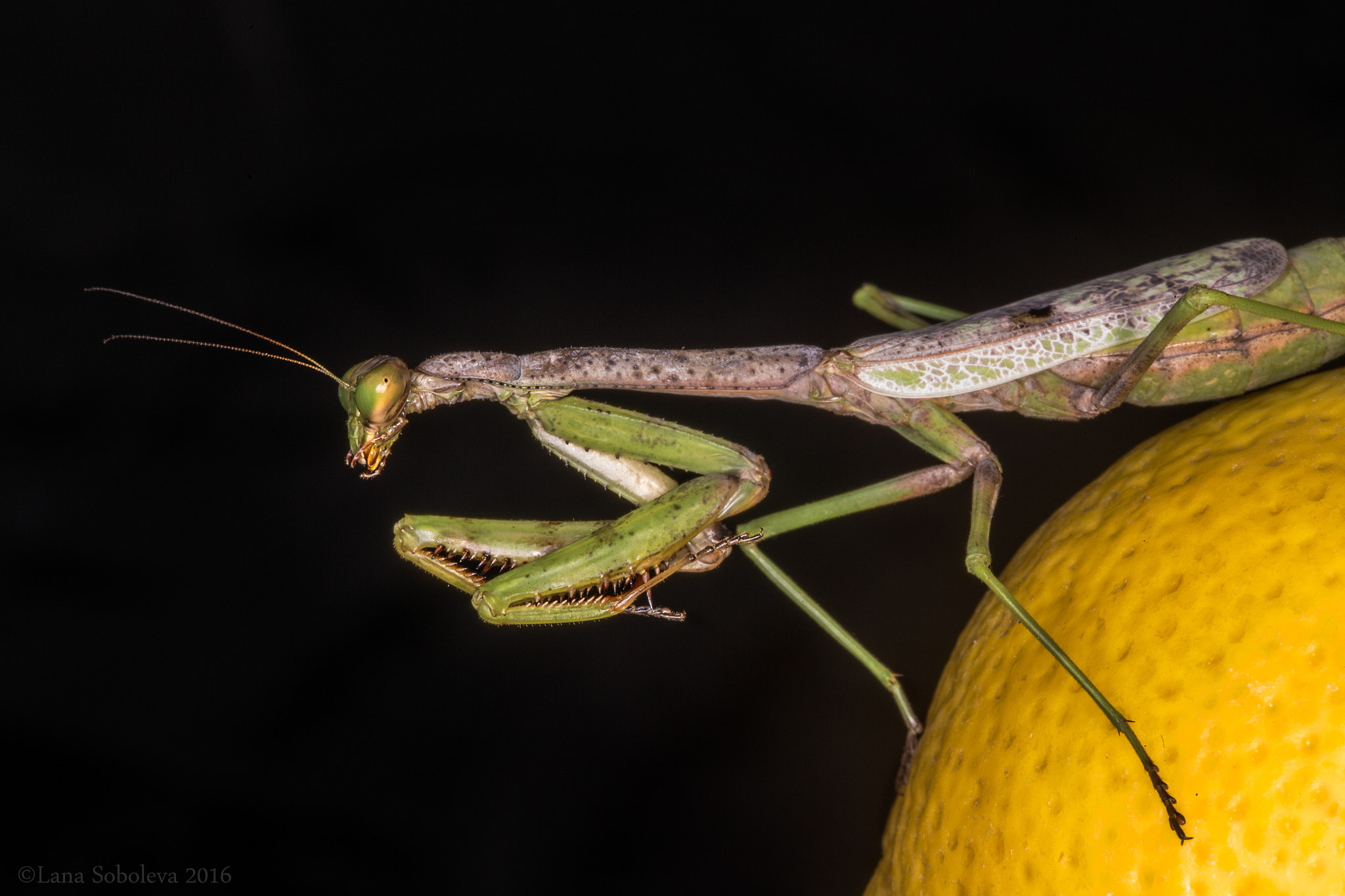 Canon EF 100mm F2.8L Macro IS USM sample photo. Mantis photography