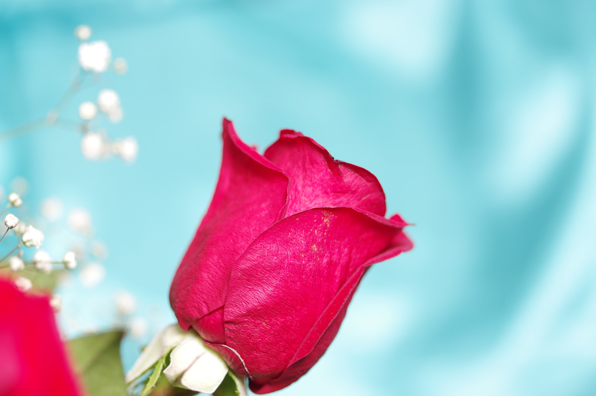 Pentax K-3 + Pentax smc D-FA 50mm F2.8 Macro sample photo. Red rose . photography