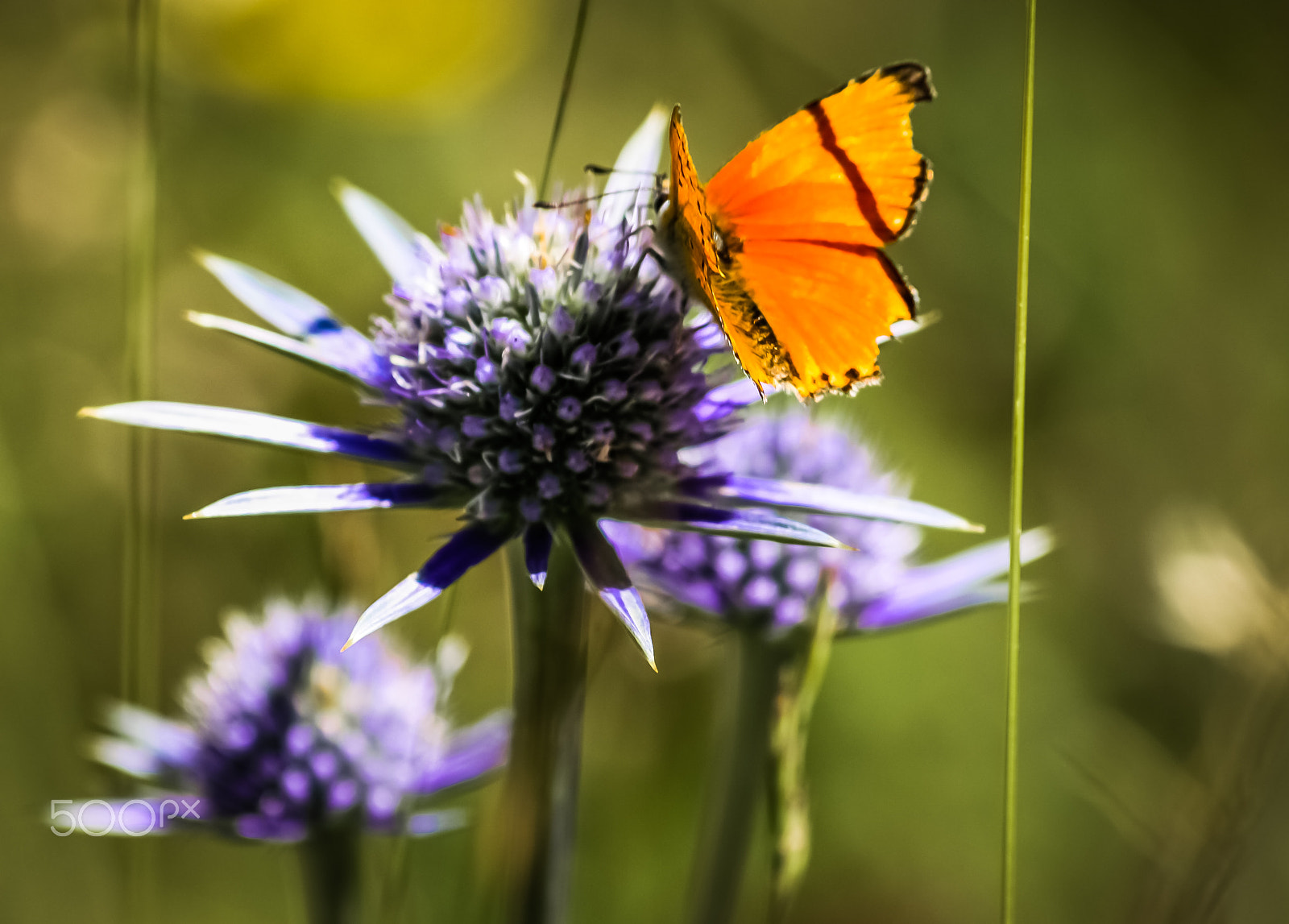 Sigma 70-300mm F4-5.6 APO DG Macro sample photo. Warrior butterfly photography