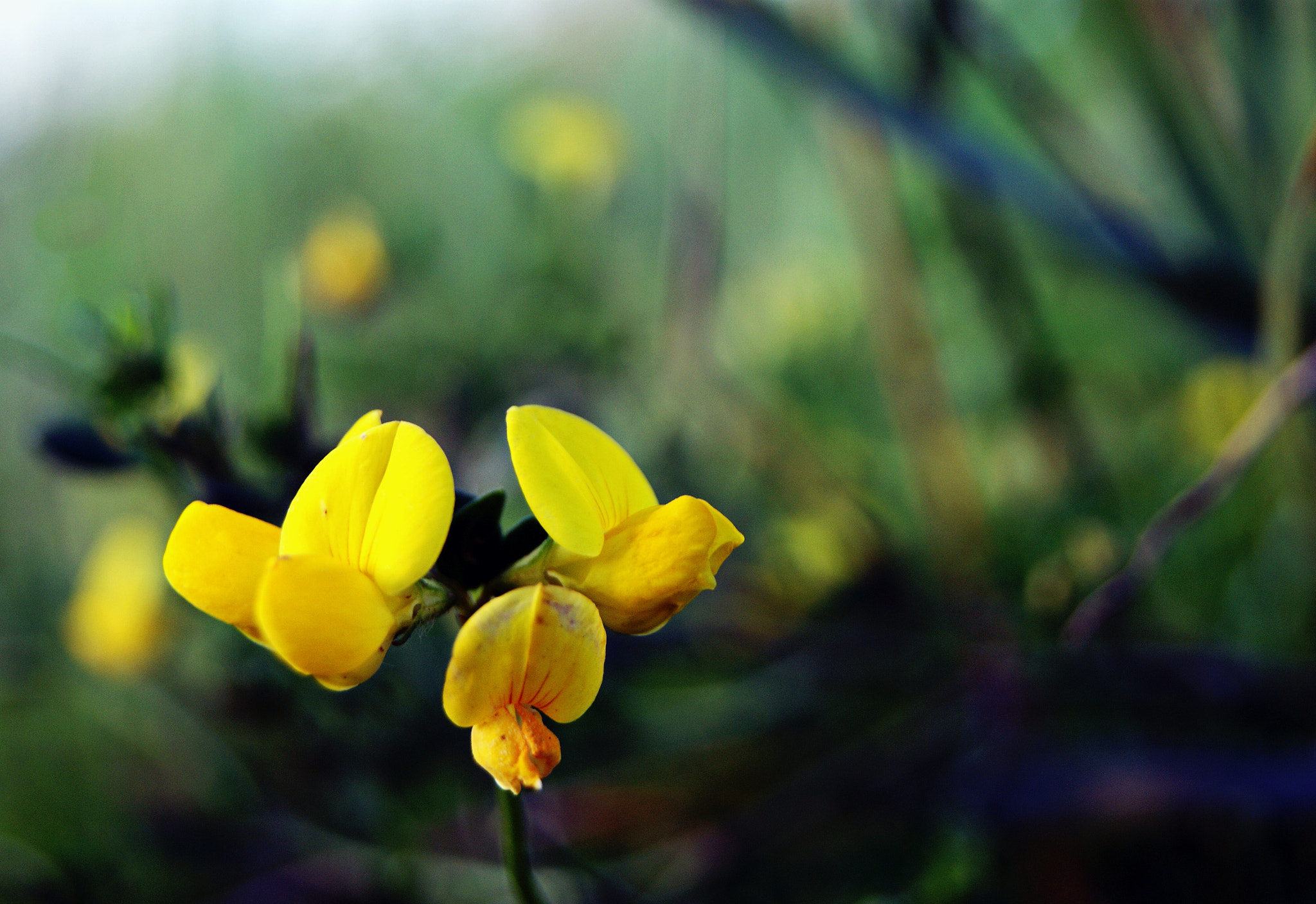 Sony Alpha DSLR-A390 + Sony DT 18-55mm F3.5-5.6 SAM sample photo. Macro moment photography