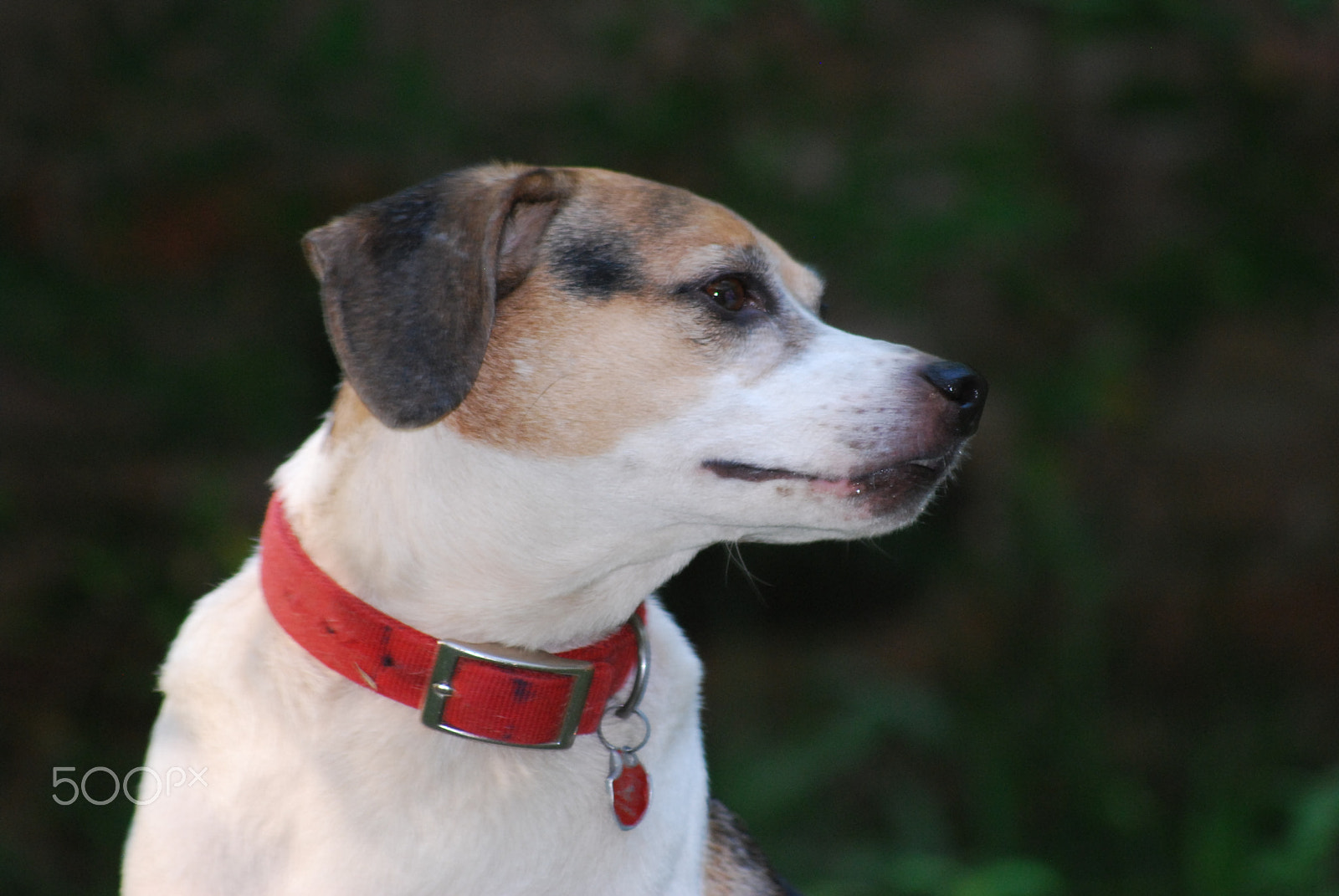 Sigma 70-300mm F4-5.6 APO DG Macro sample photo. Rufus in profile photography