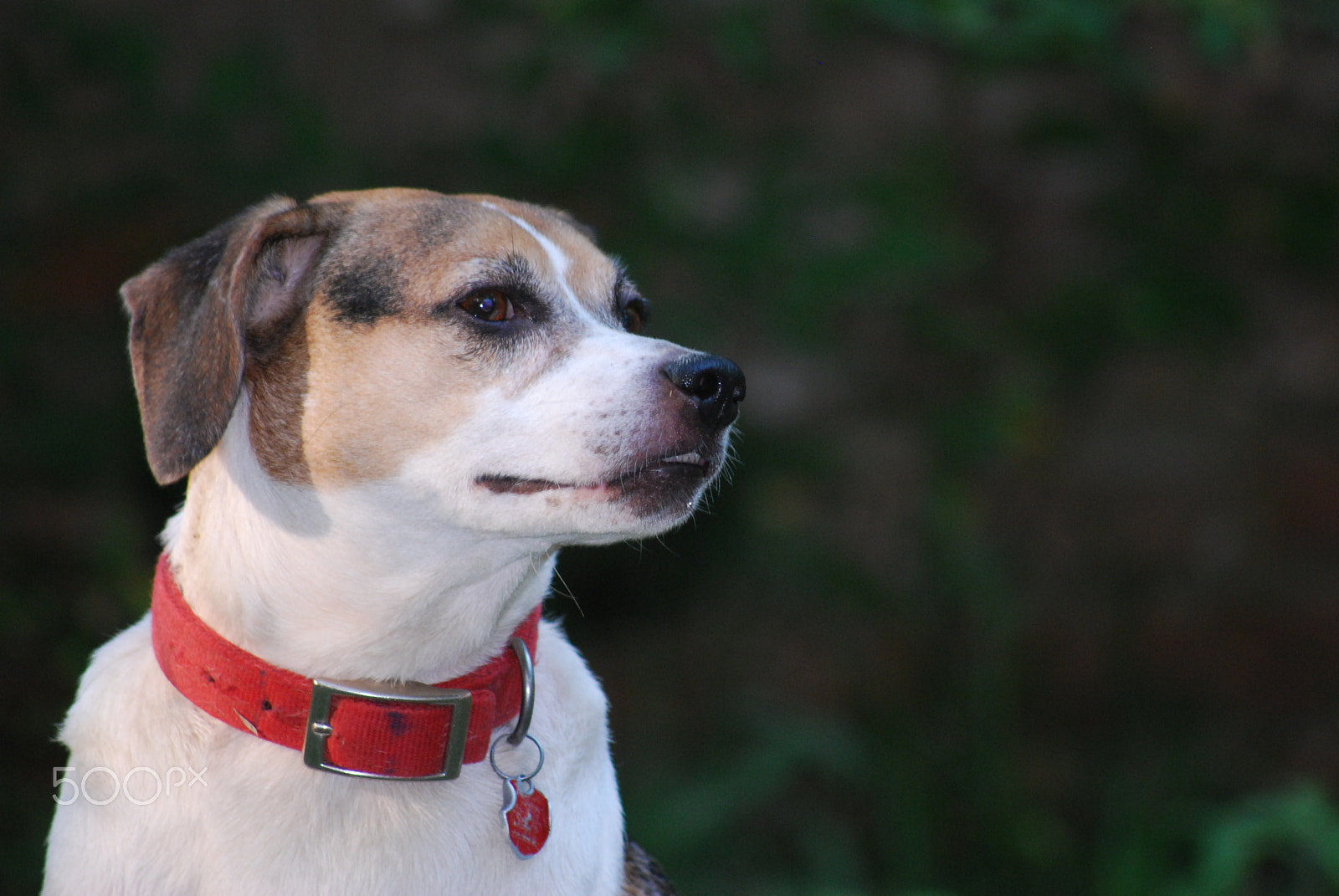 Sigma 70-300mm F4-5.6 APO DG Macro sample photo. Rufus 3/4 view photography