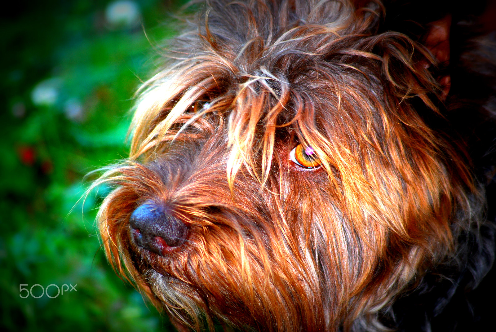 Sigma 70-300mm F4-5.6 APO DG Macro sample photo. Toby dog photography