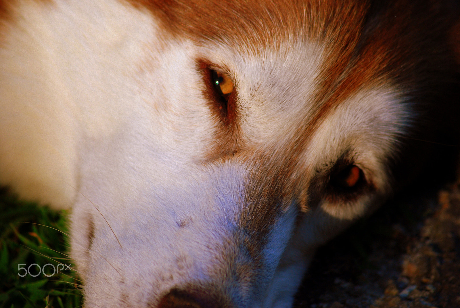 Sigma 70-300mm F4-5.6 APO DG Macro sample photo. Gunner's eyes photography