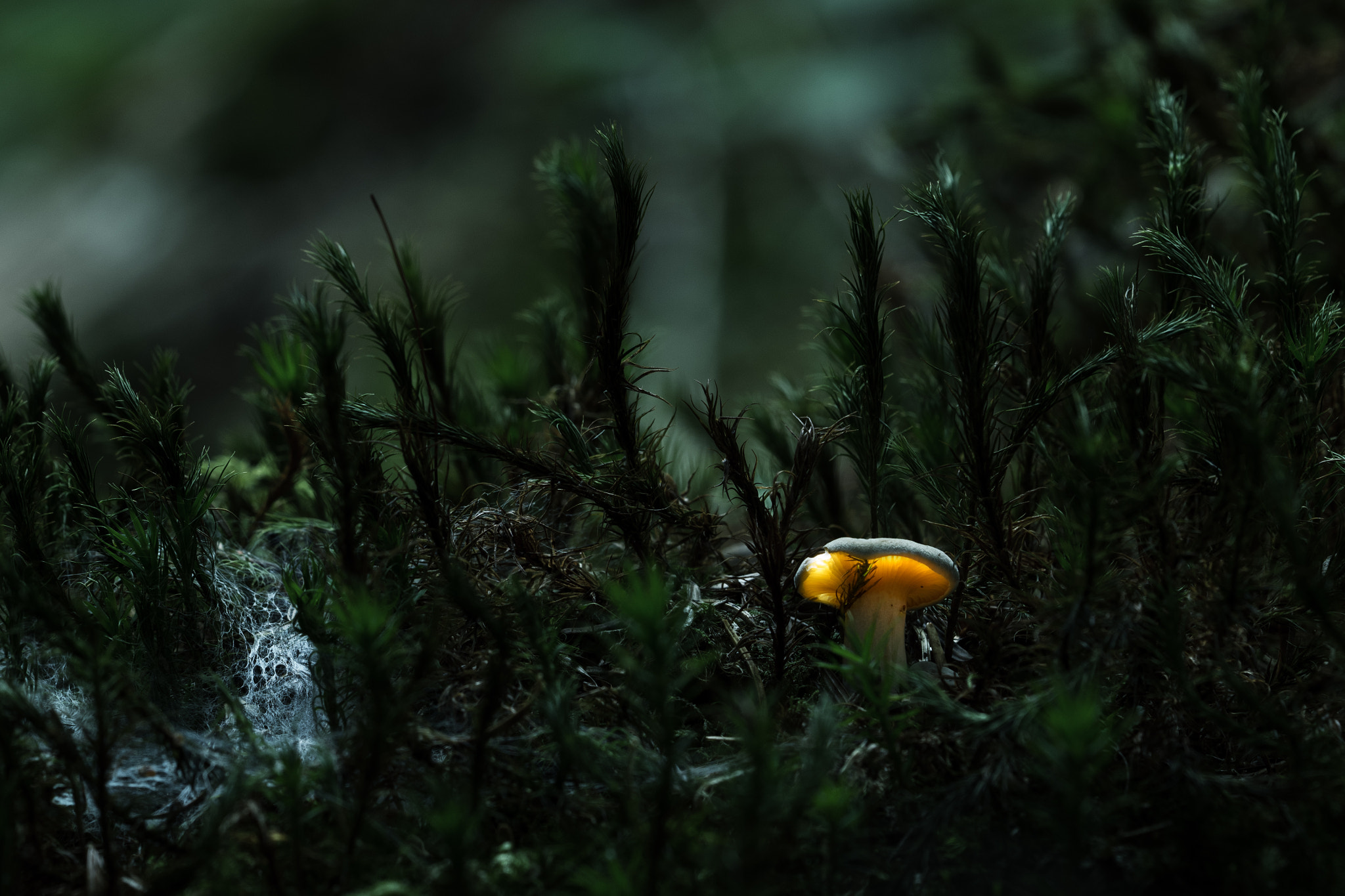 Olympus OM-D E-M1 + Sigma 150mm F2.8 EX DG Macro HSM sample photo. Glowing mushroom photography