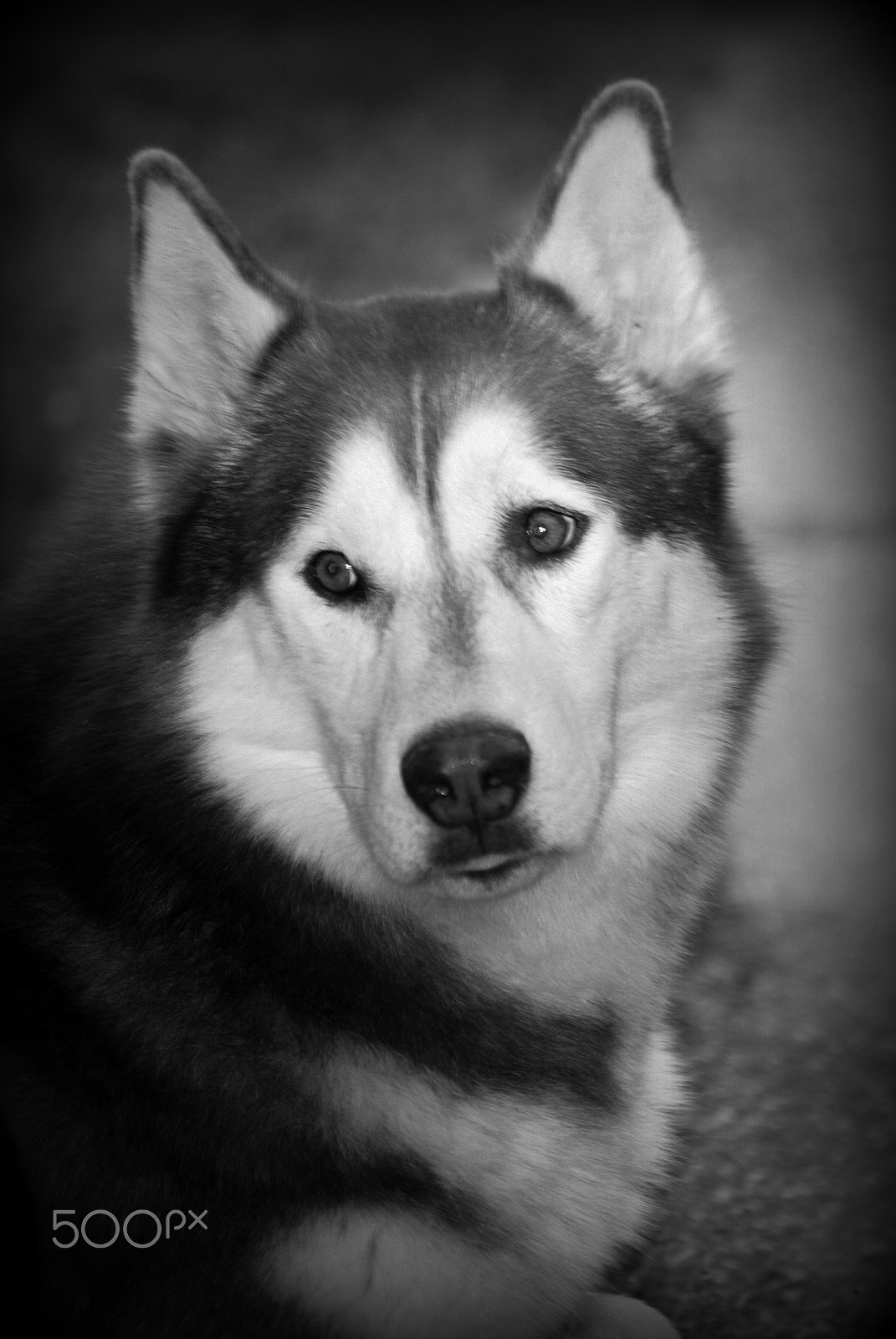 Sigma 70-300mm F4-5.6 APO DG Macro sample photo. Gunner black and white photography