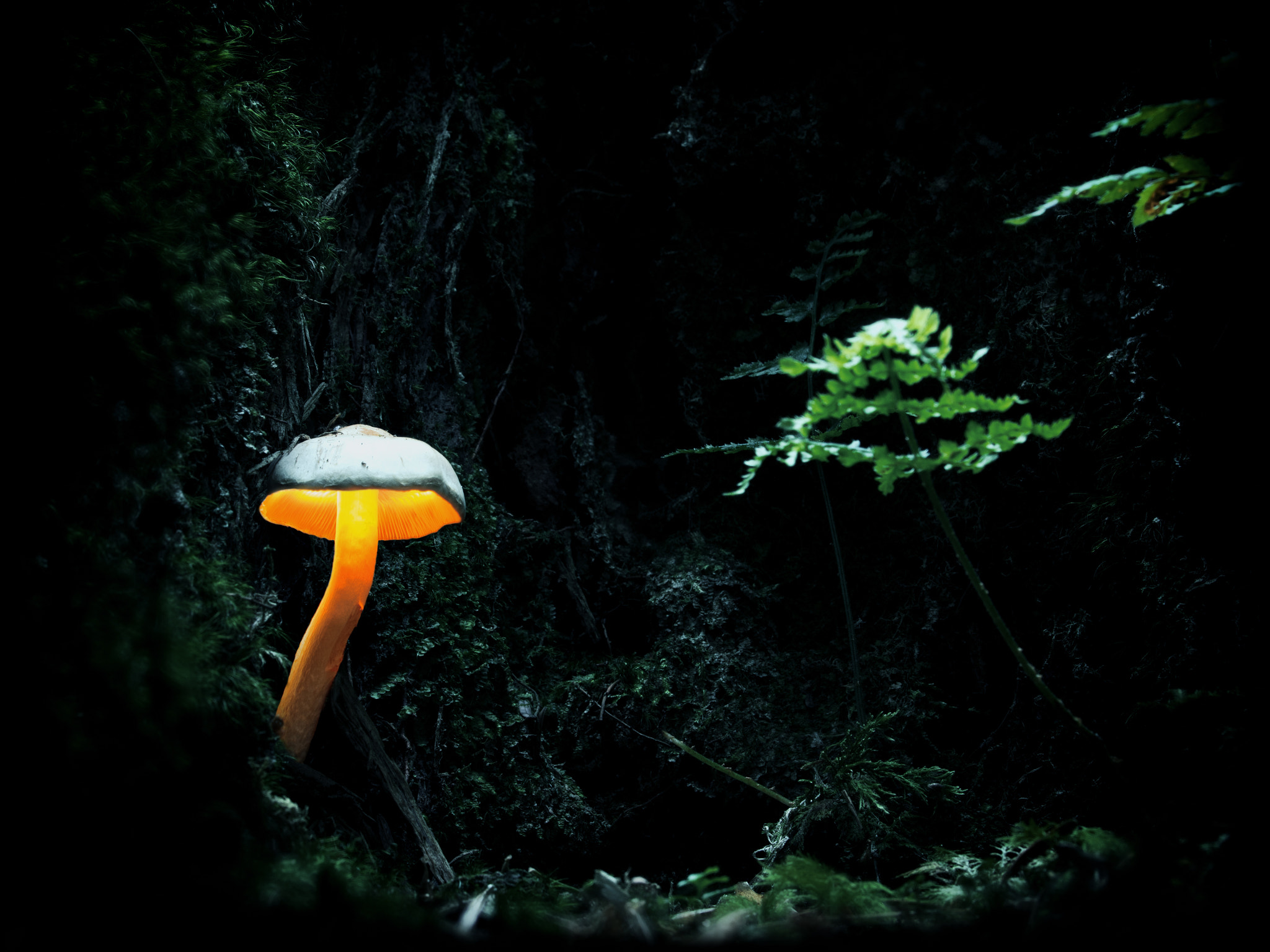 Olympus OM-D E-M1 + Sigma 150mm F2.8 EX DG Macro HSM sample photo. Glowing mushroom photography