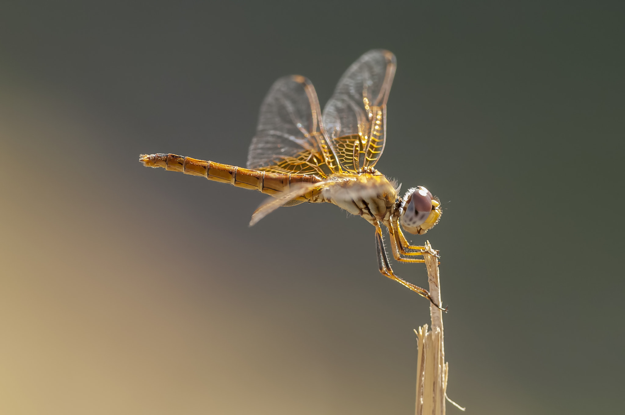 Nikon D2Xs sample photo. ♀ trithemis kirbyi  photography