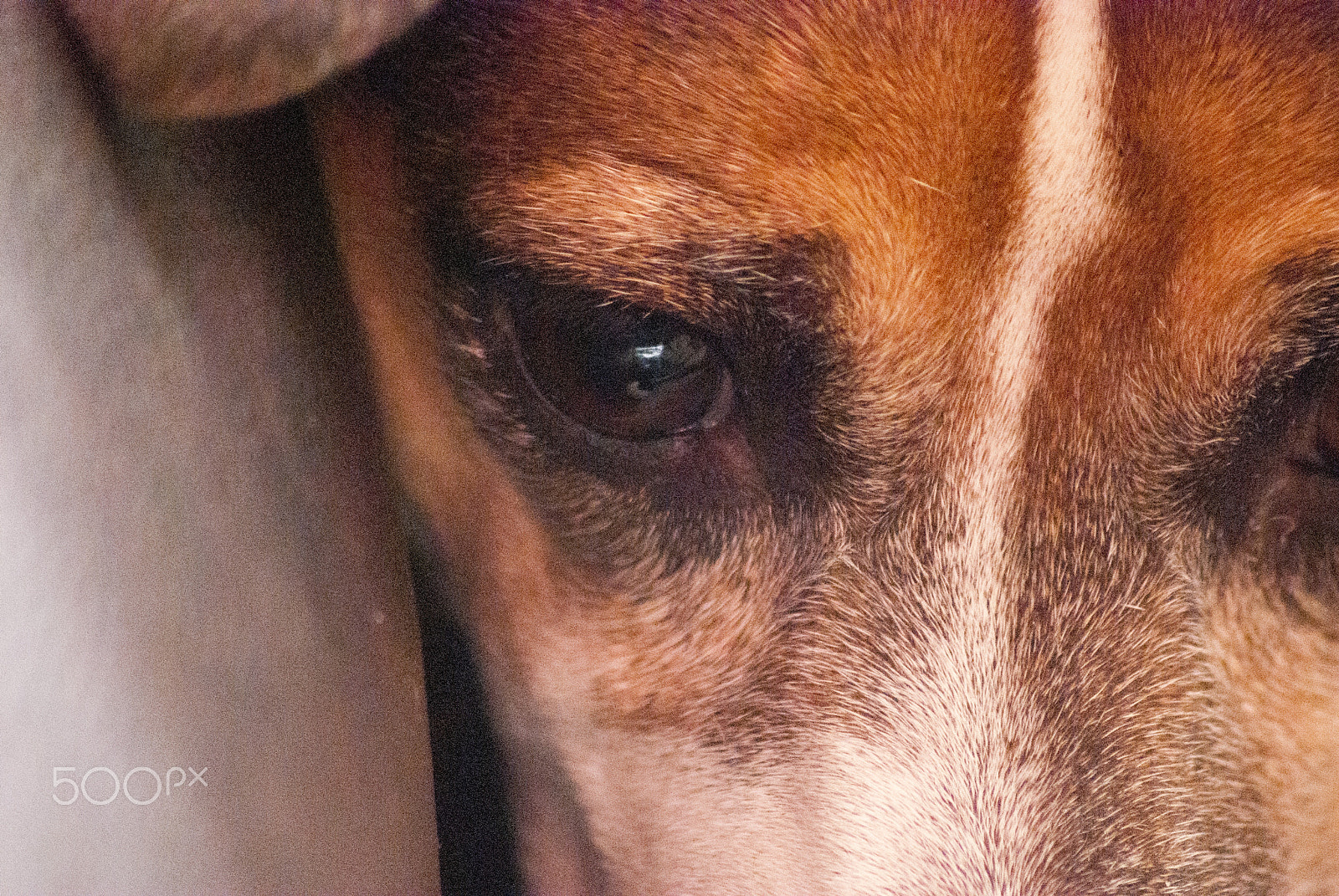 Sigma 70-300mm F4-5.6 APO DG Macro sample photo. Sad dog photography