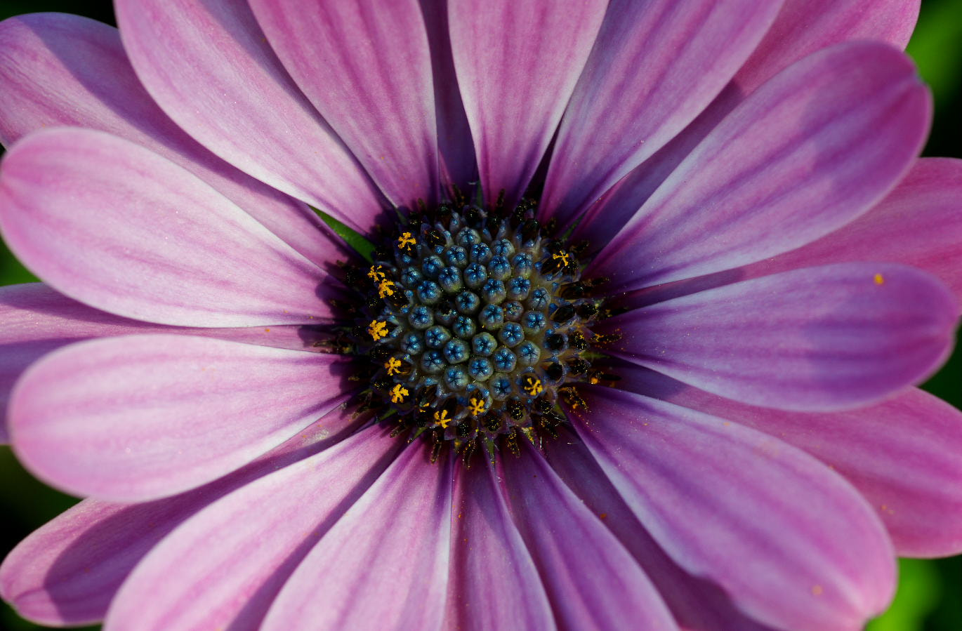 Pentax smc D-FA 100mm F2.8 Macro WR sample photo. Gerbera photography