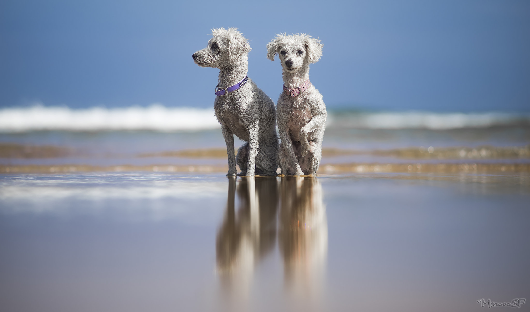 Sony a7 II + Minolta AF 135mm F2.8 sample photo. I love my poodles photography