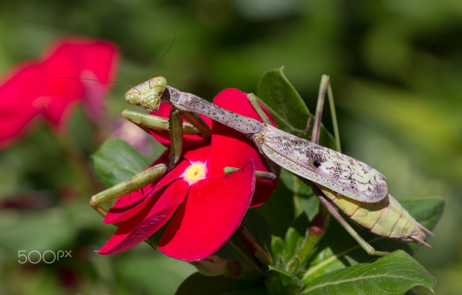Canon EF 100mm F2.8L Macro IS USM sample photo. Praying mantis photography